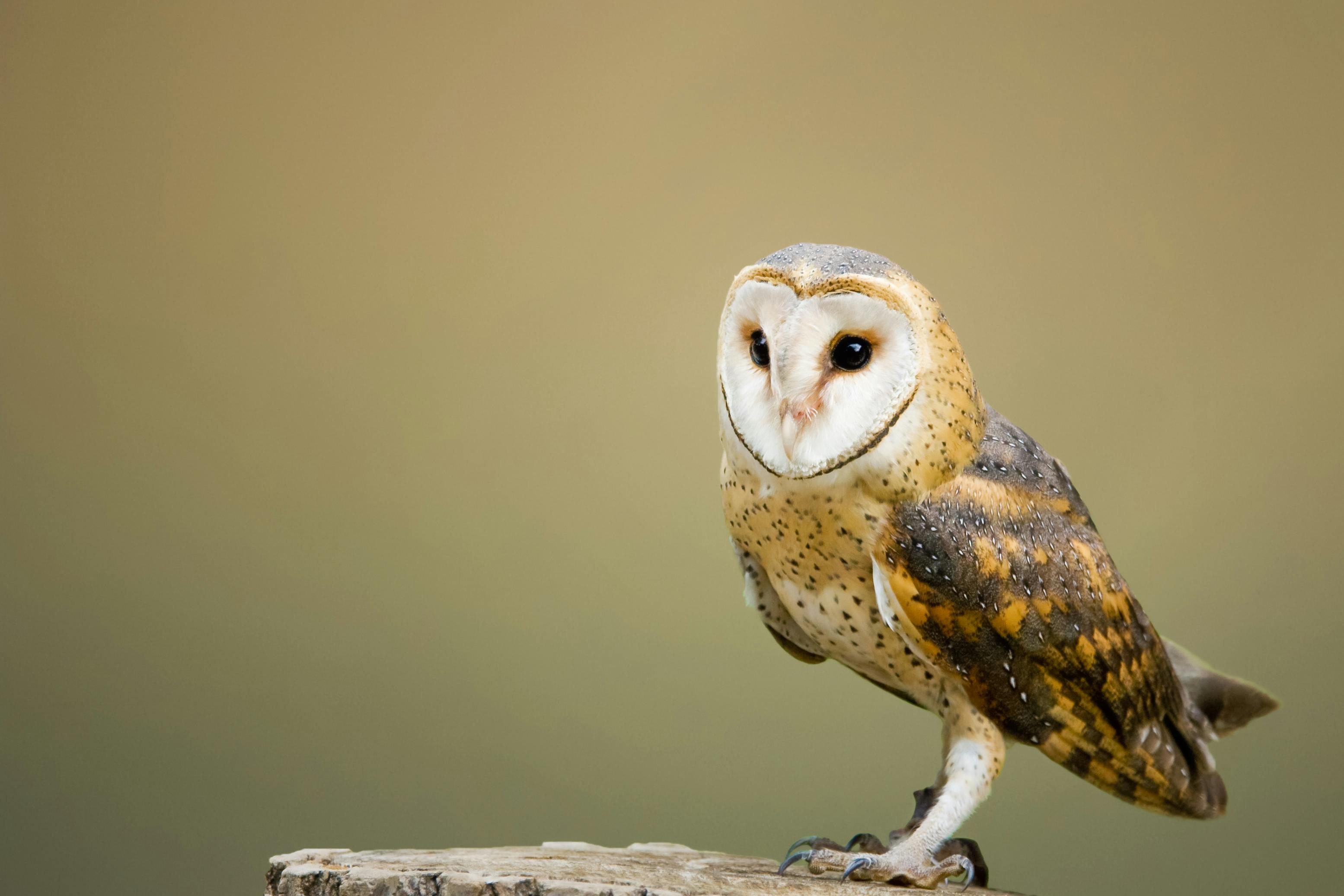 Best Owl Image · 100% Free Downloads