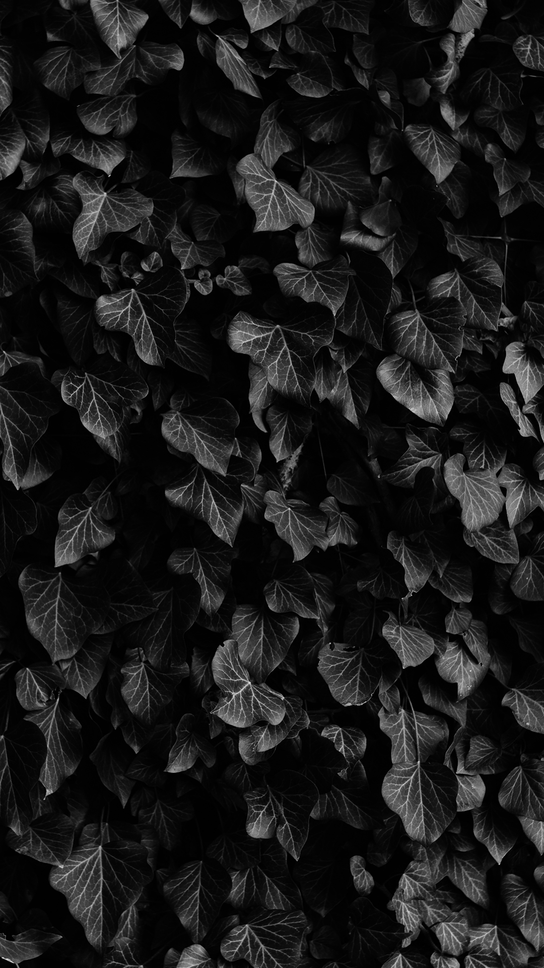 Black Ivy Home Screen Wallpaper