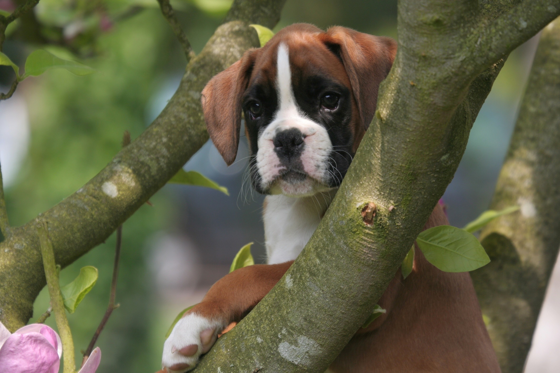 Lovely Boxer Puppies, High Definition, High Quality, Widescreen