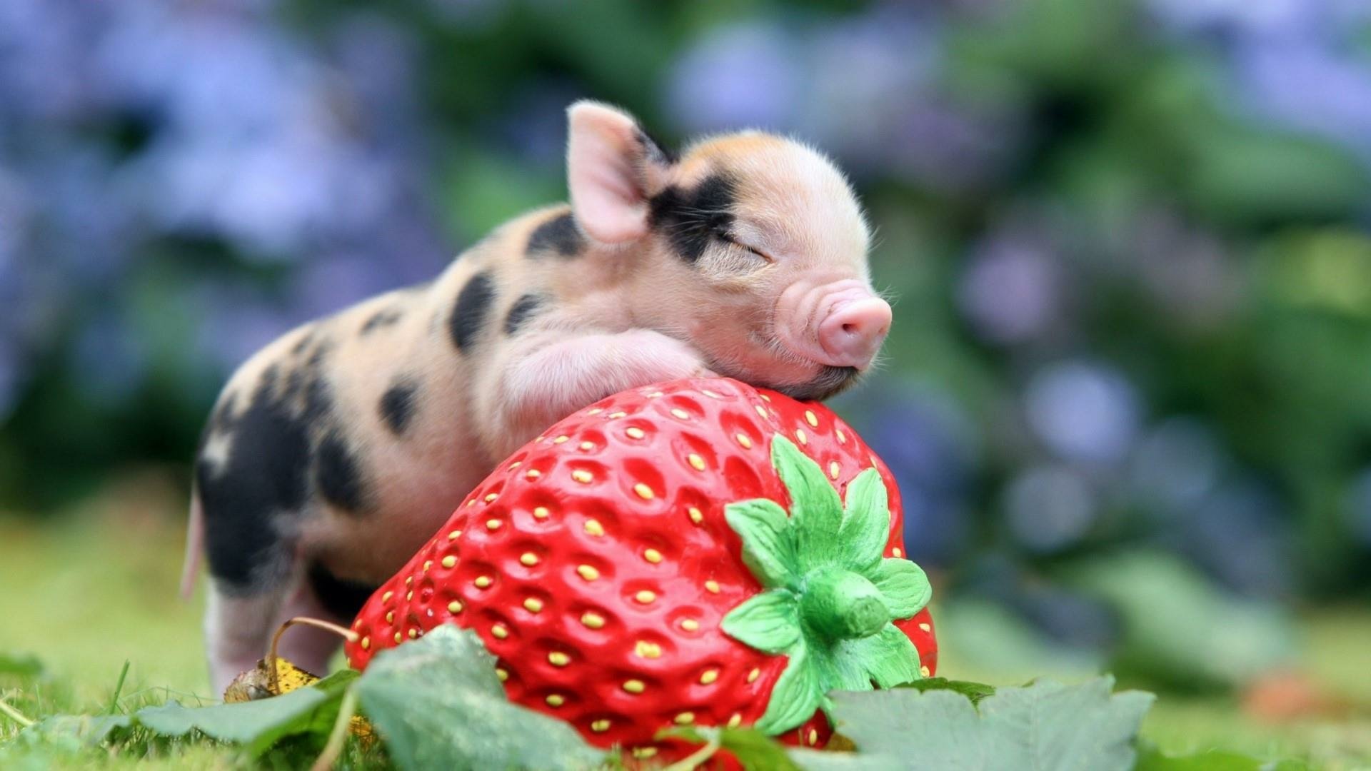 Adorable Piglet with Giant Strawberry HD Wallpaperx1080
