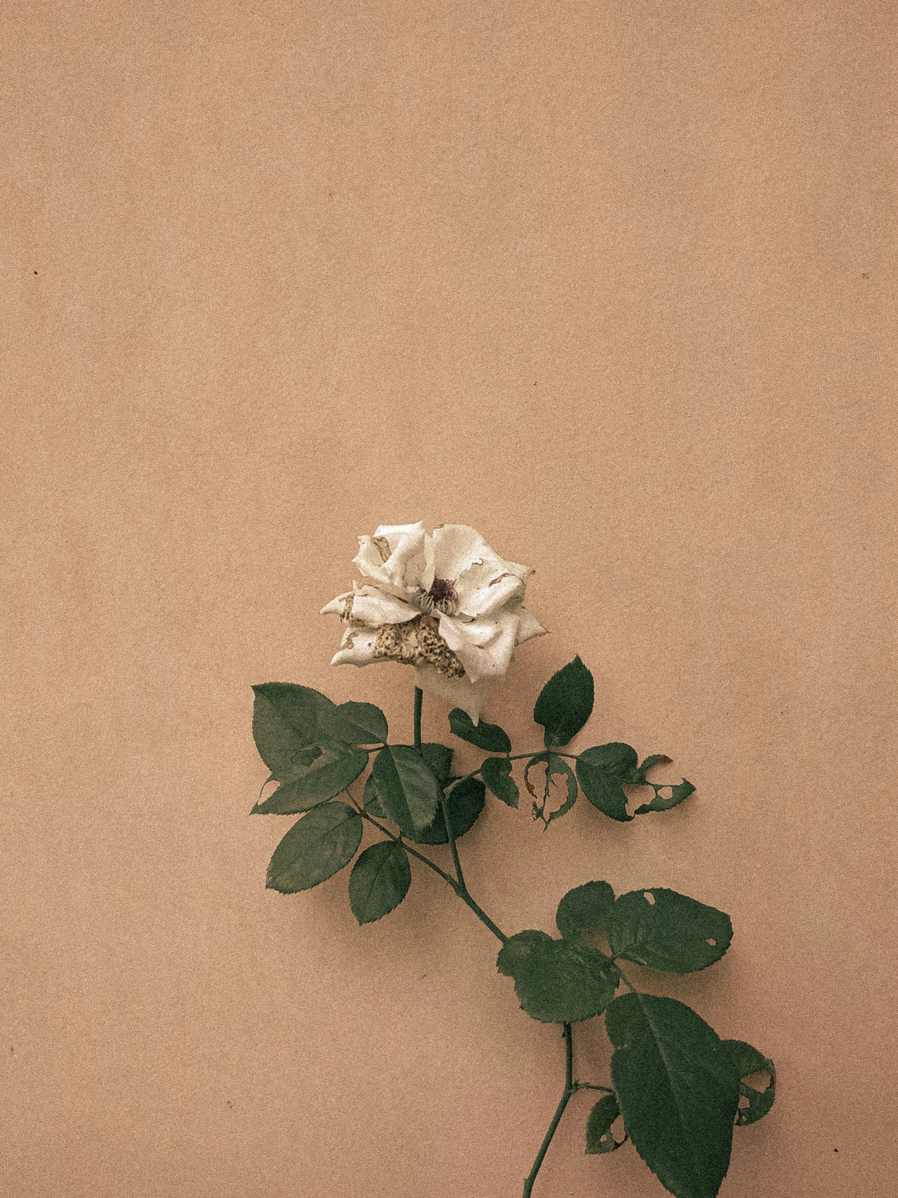 A single white rose on a brown background photo
