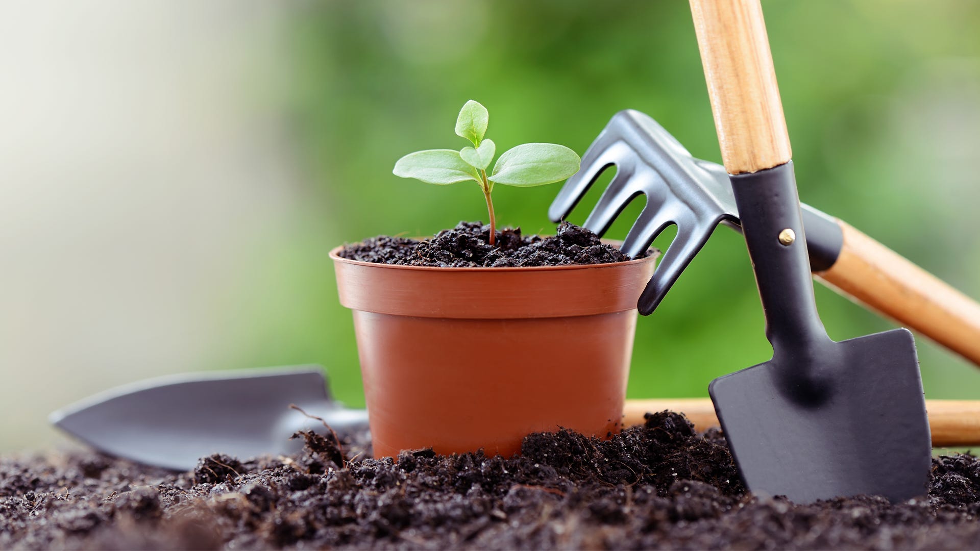 Essential Tools for Indoor Gardening