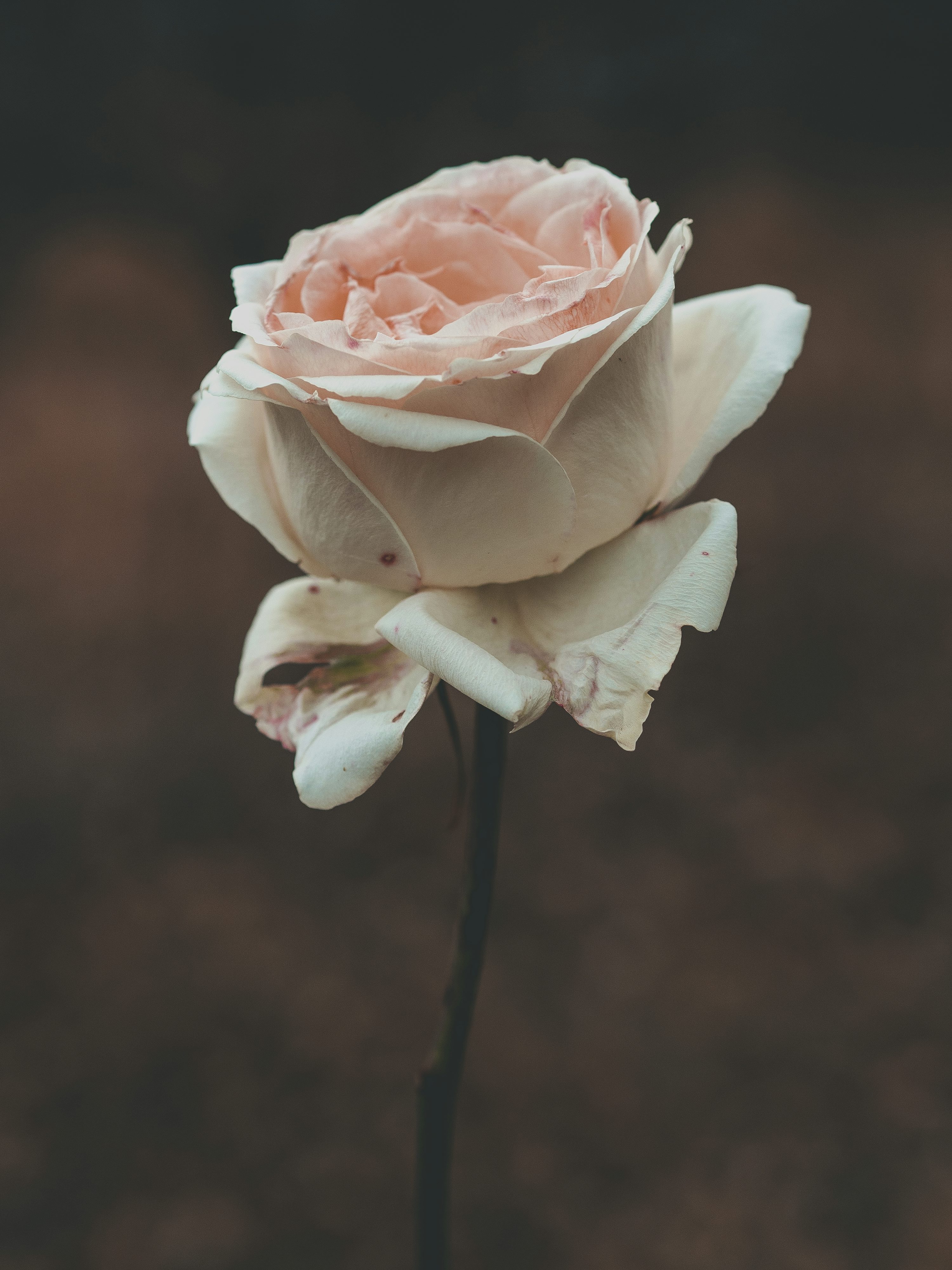 A single white rose with a brown background photo