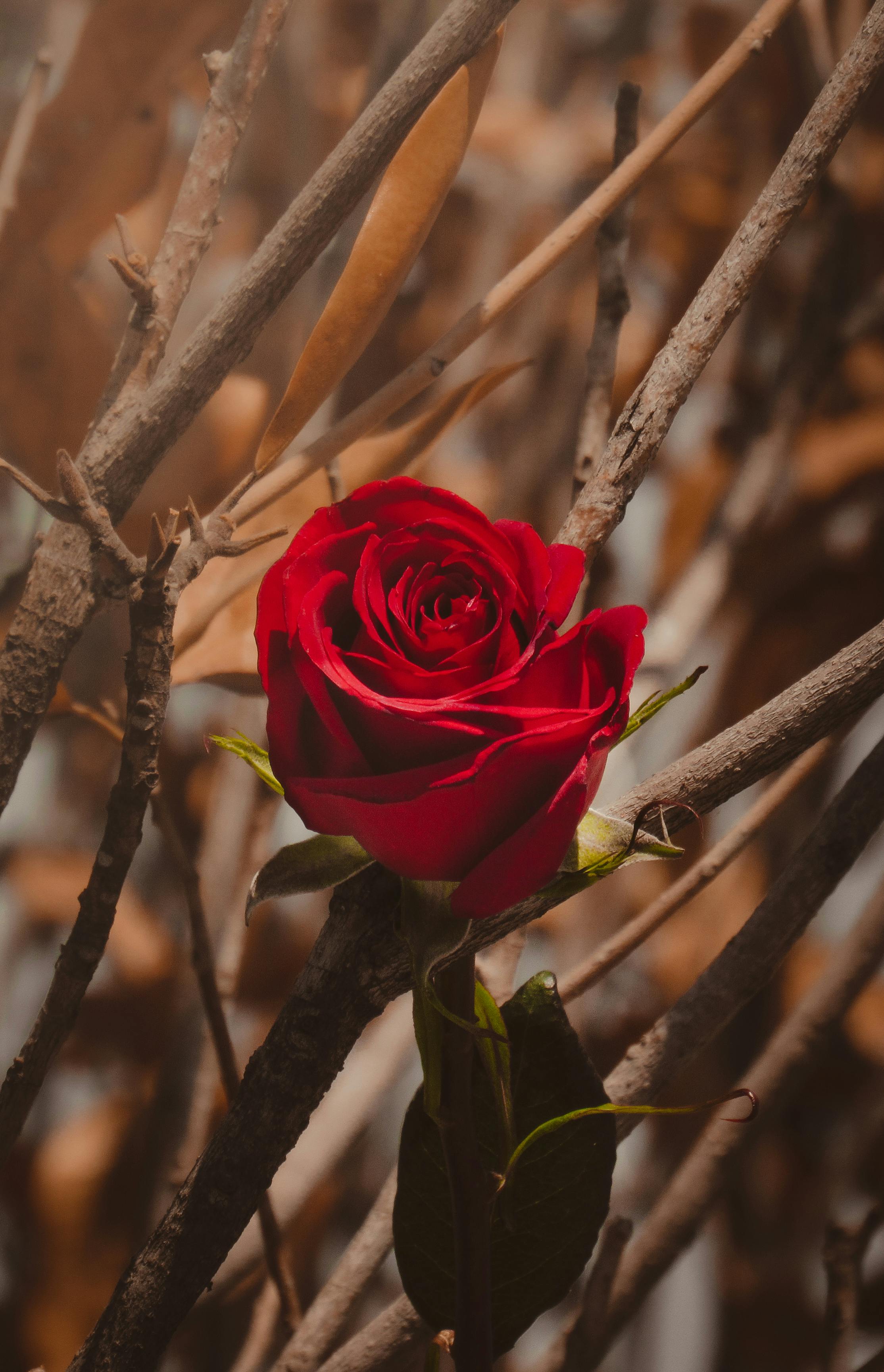 A Red Rose on Brown Tree Branch · Free