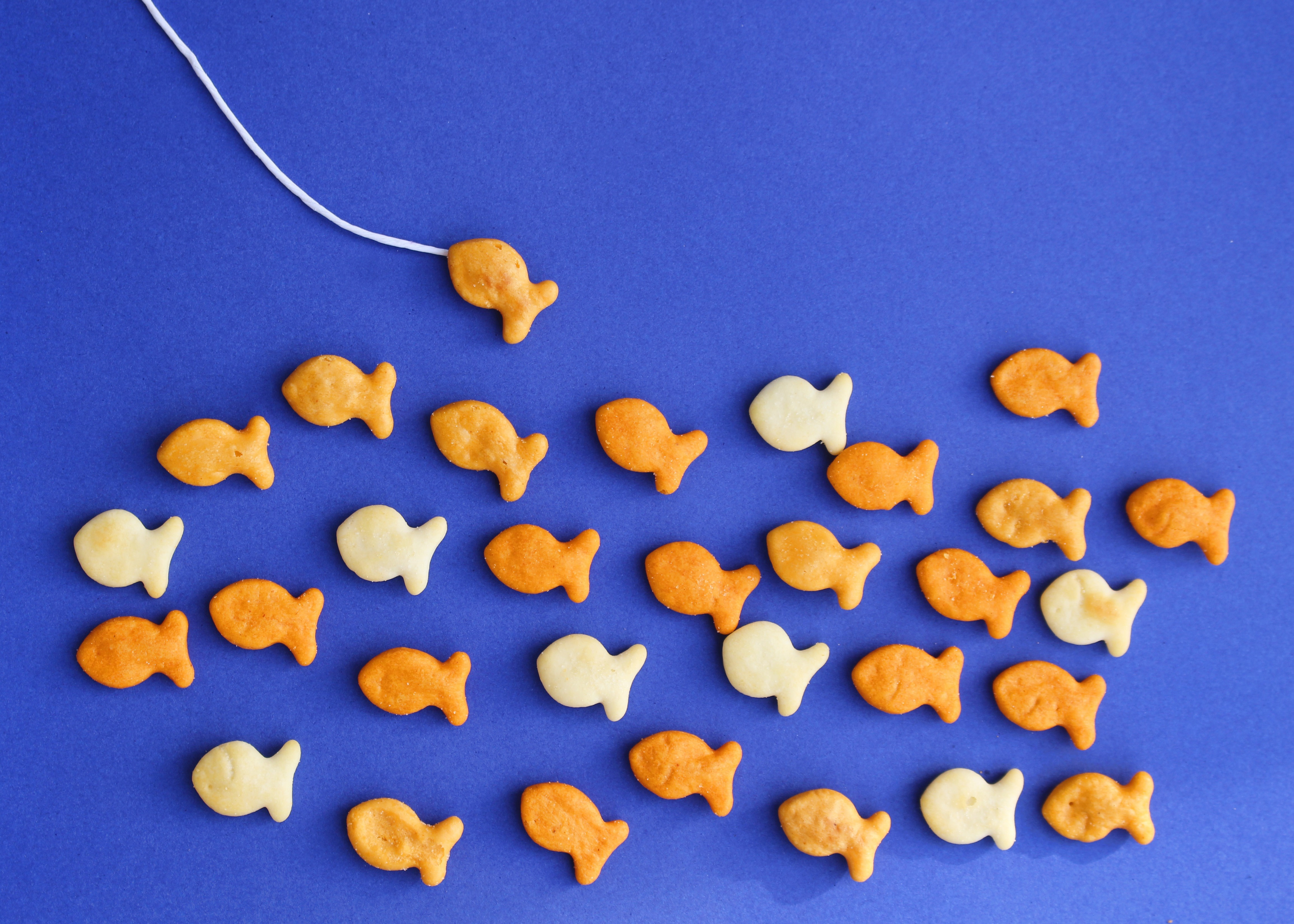 Cookie Fish Food Cracker 4k Ultra HD