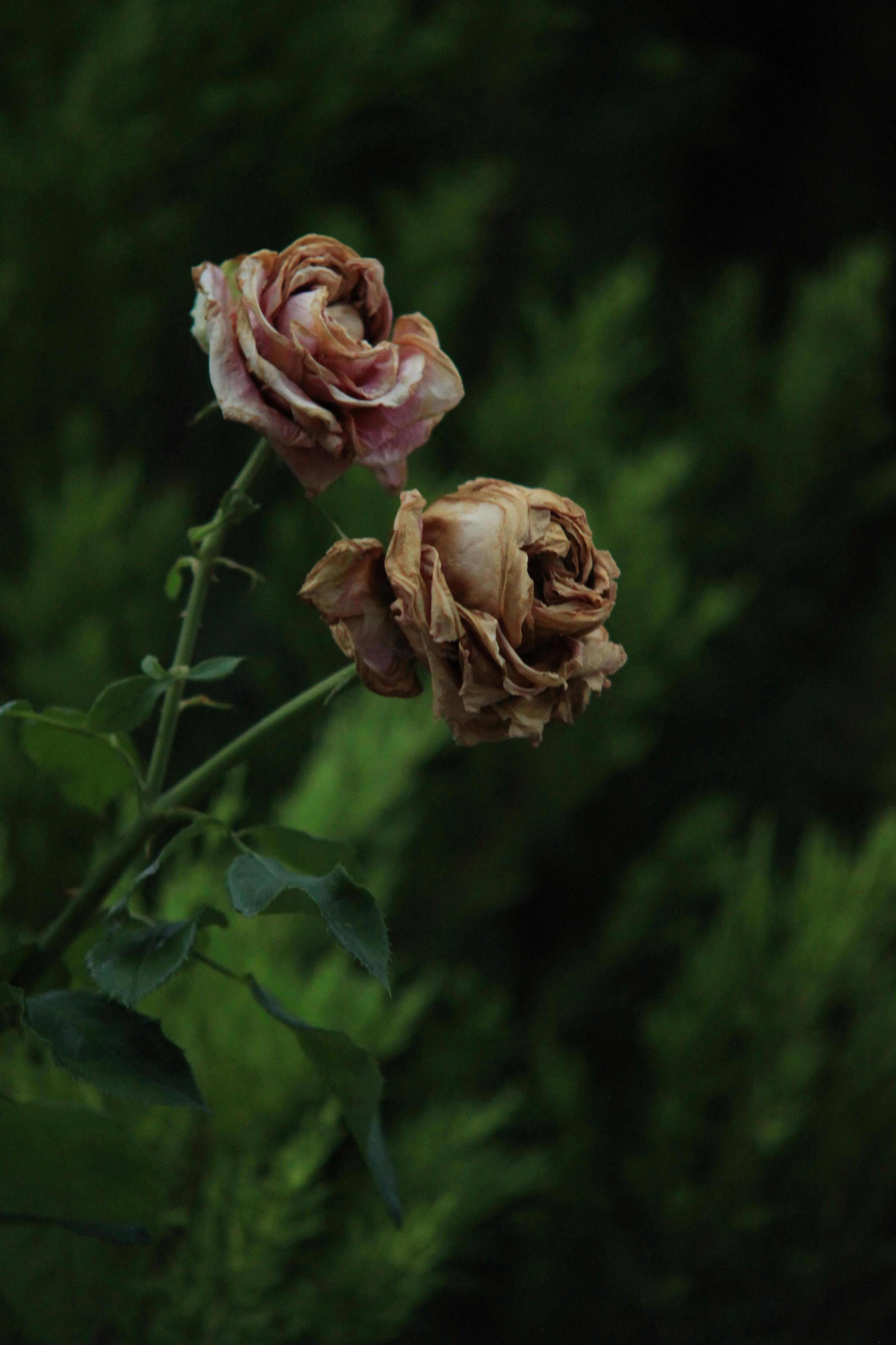 Decaying Rose Flowers · Free