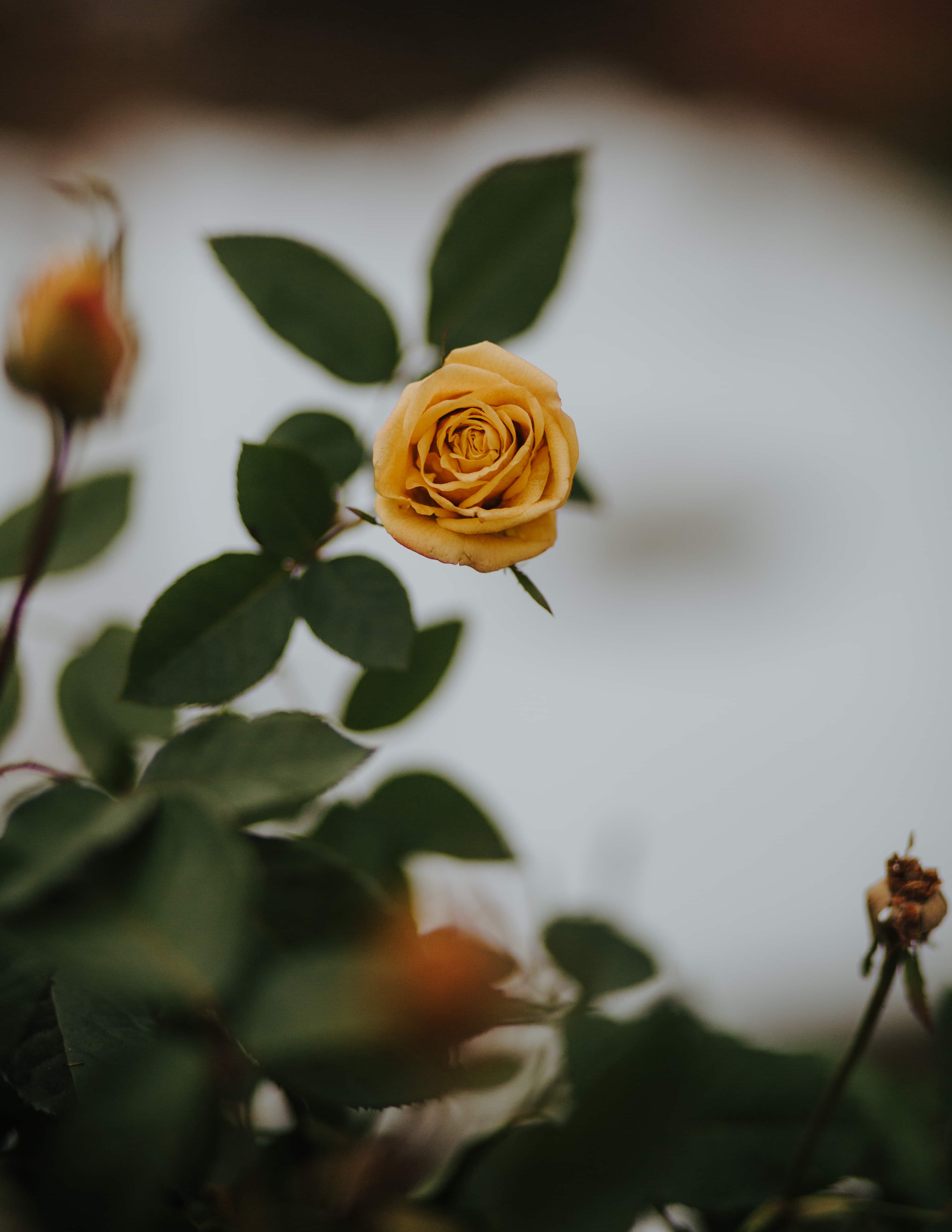Free picture: yellowish brown, rose, green leaves, leaf, flower, nature, blur, garden, beautiful, petal