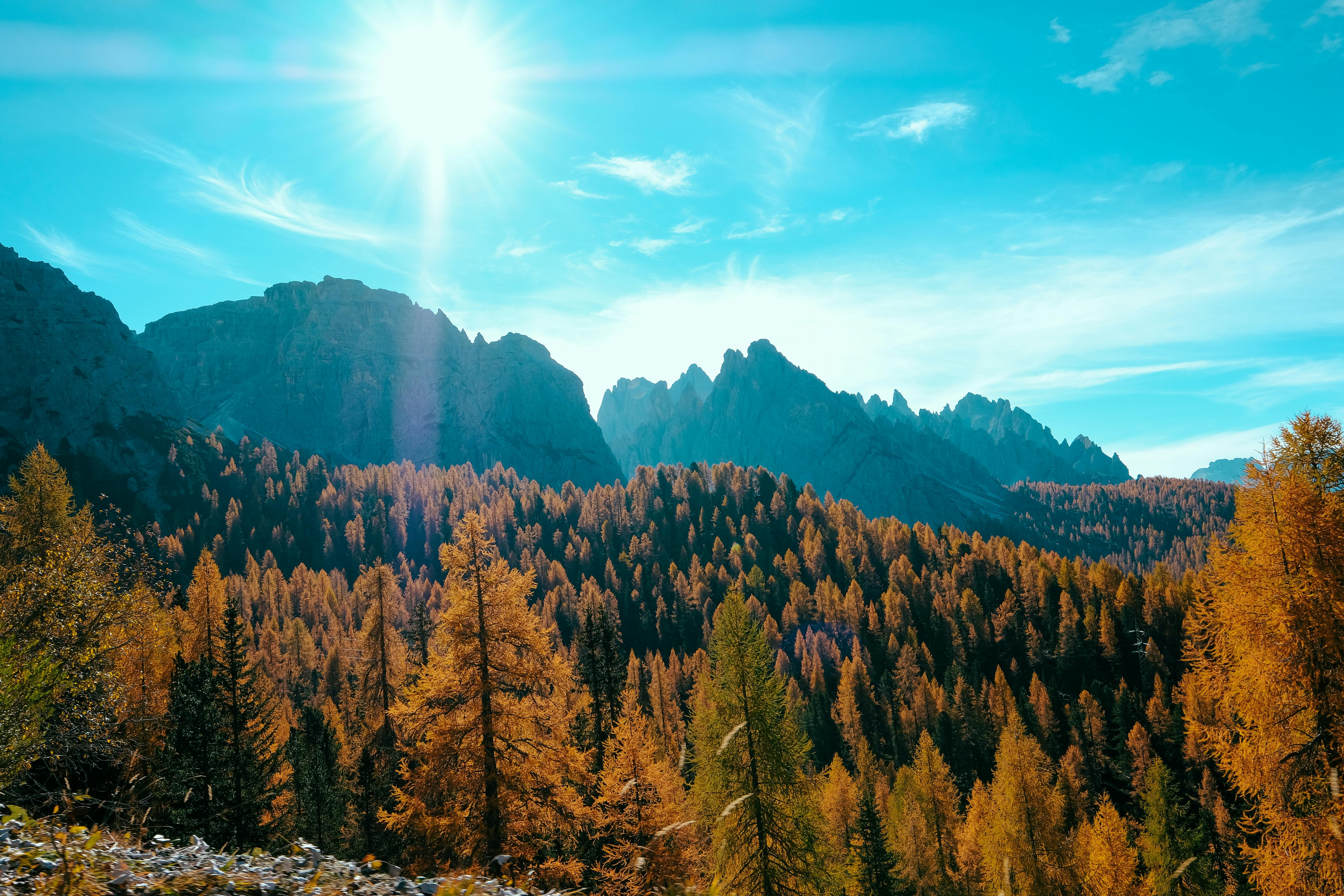 Landscape Photography of Trees · Free