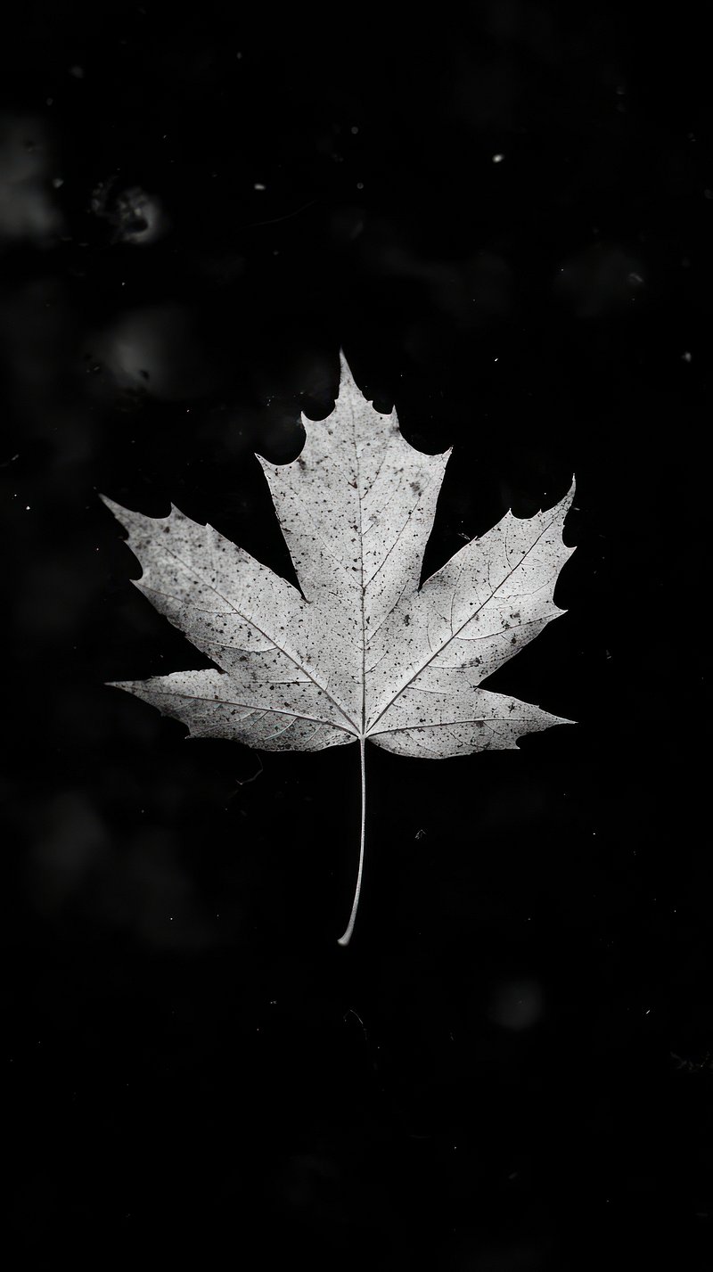 Black Background Wallpaper Image Wallpaper