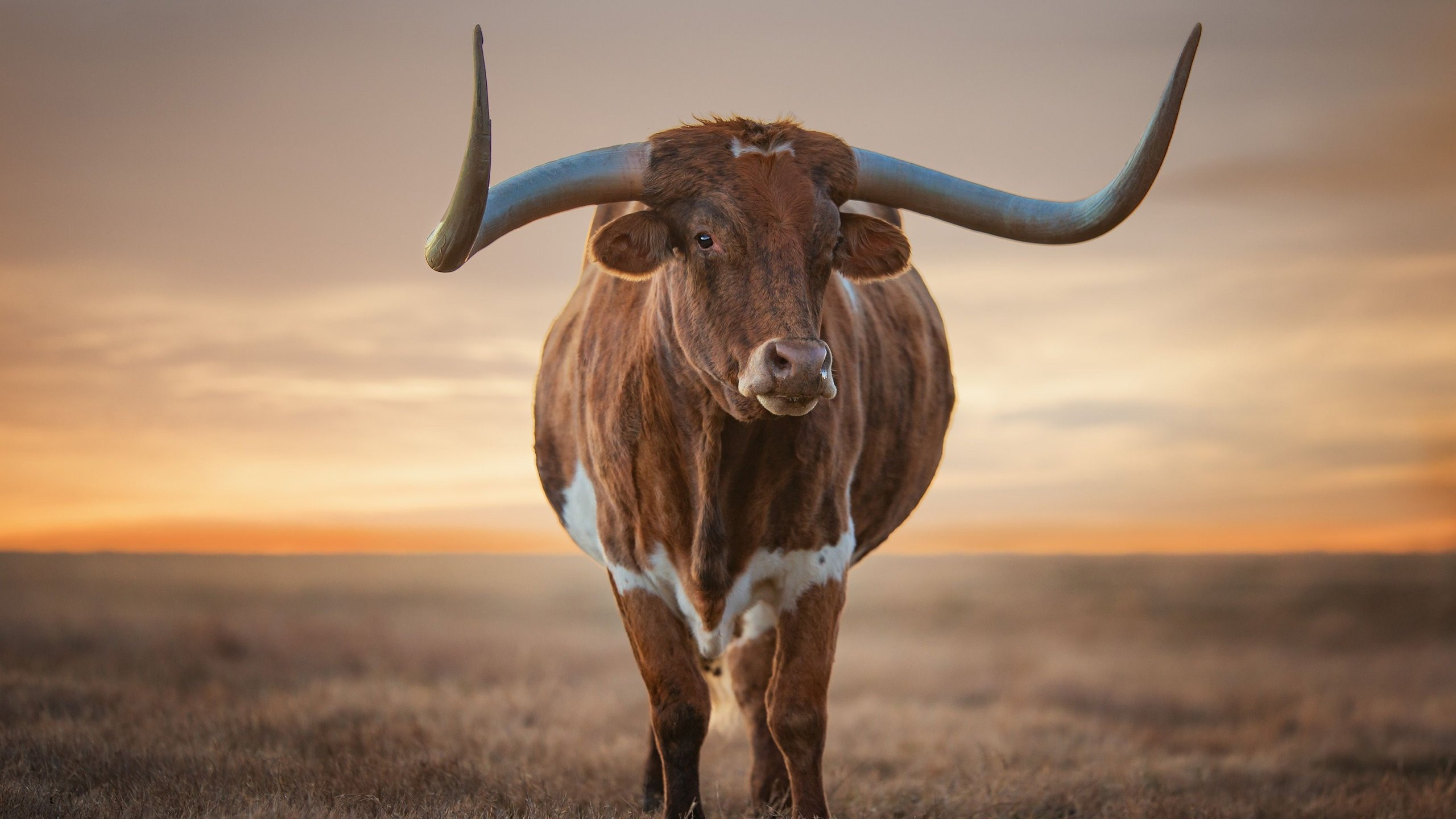 Longhorn Cattle Background Wallpaper 74568
