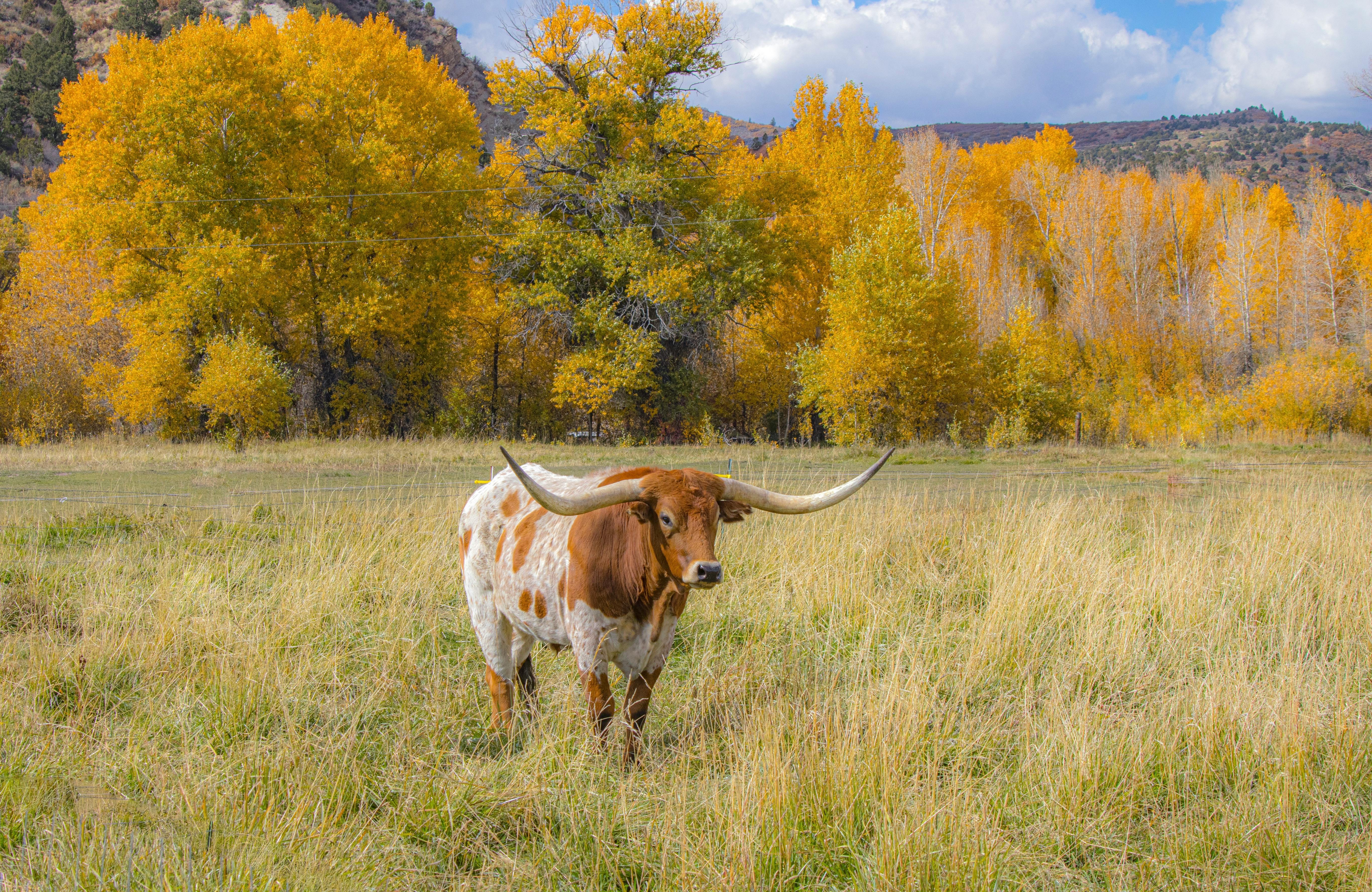 Texas Longhorn Photo, Download The BEST Free Texas Longhorn & HD Image