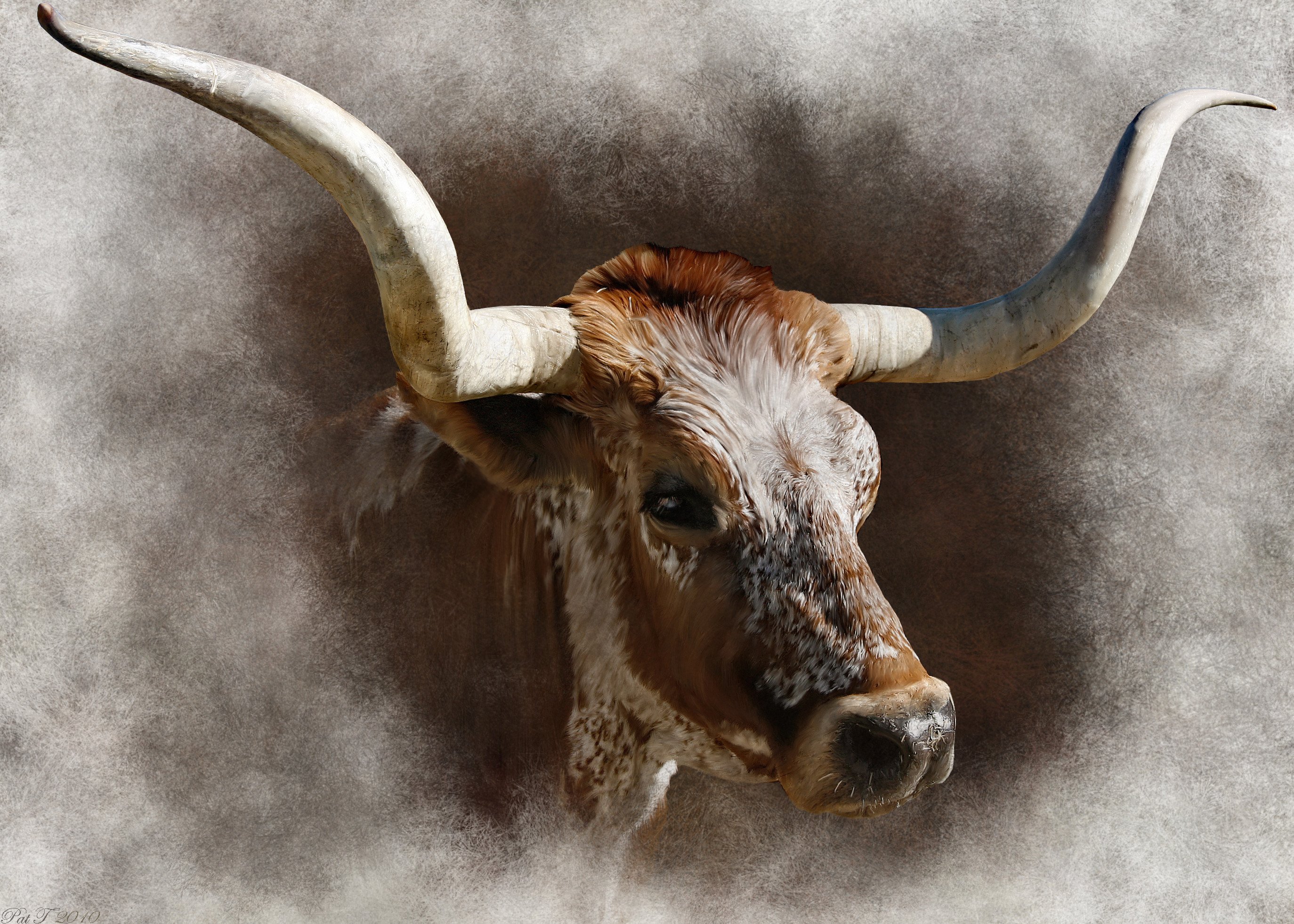 Longhorn Cattle Background HD Wallpaper 74566