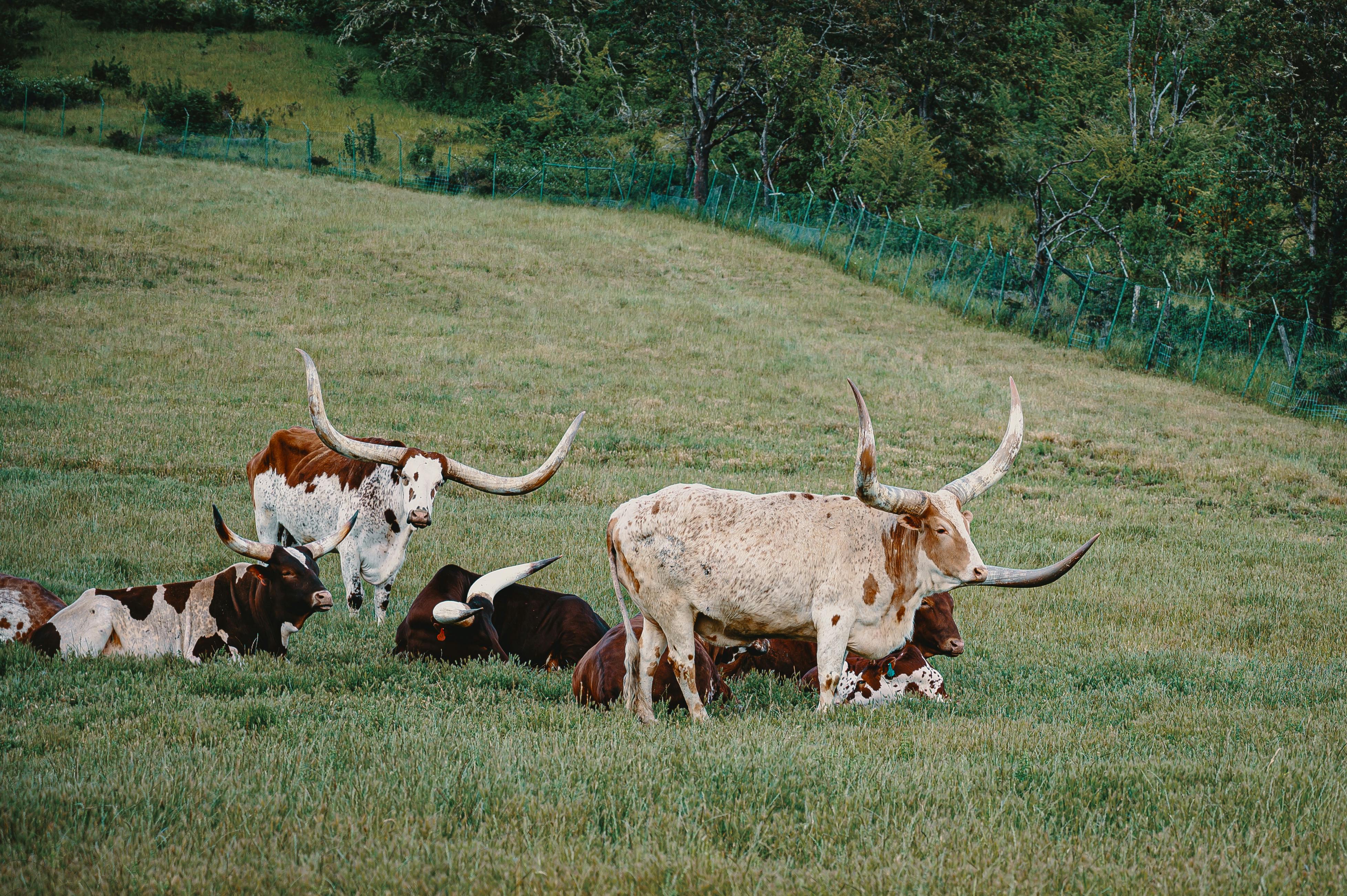 Texas Longhorn Photo, Download The BEST Free Texas Longhorn & HD Image