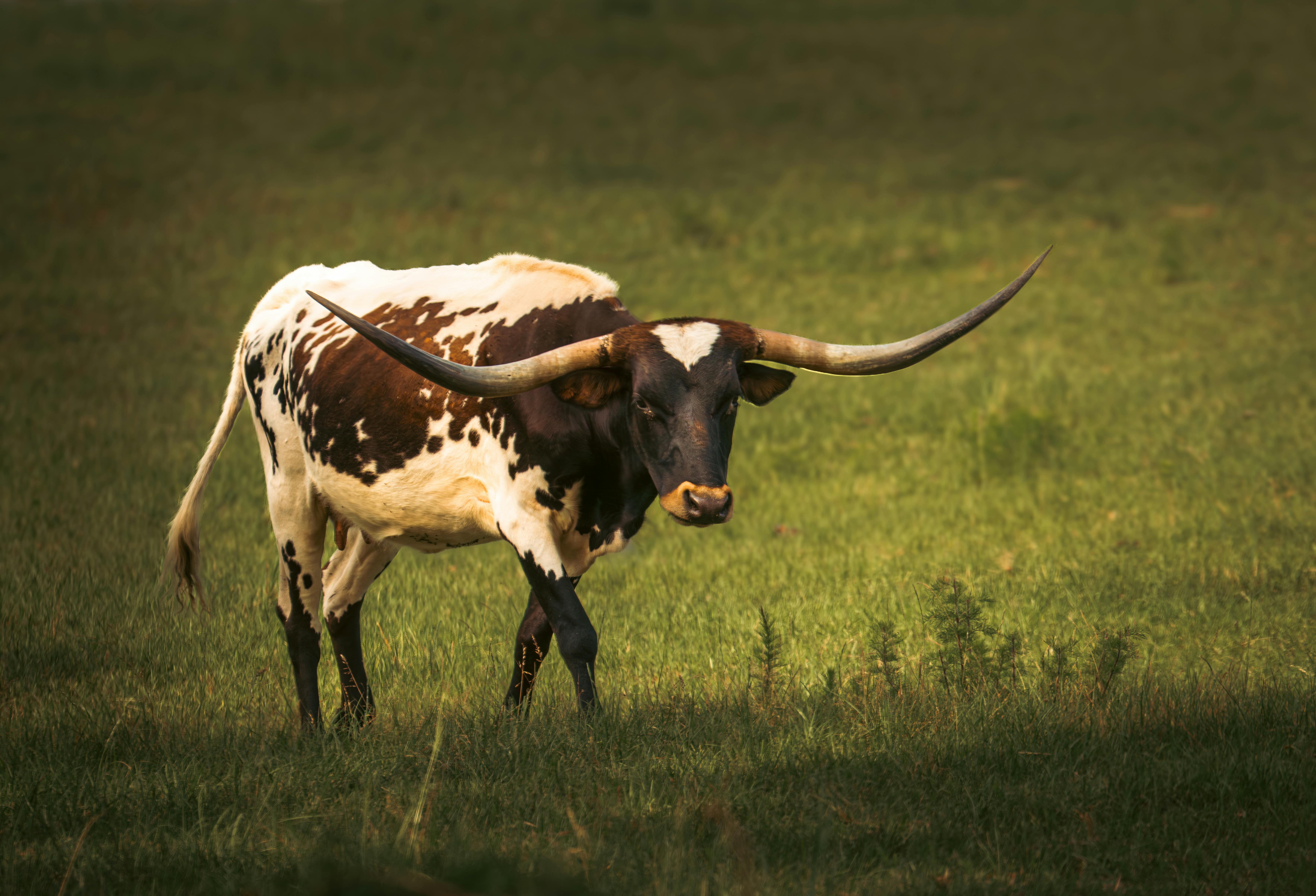 Texas Longhorn Photo, Download The BEST Free Texas Longhorn & HD Image