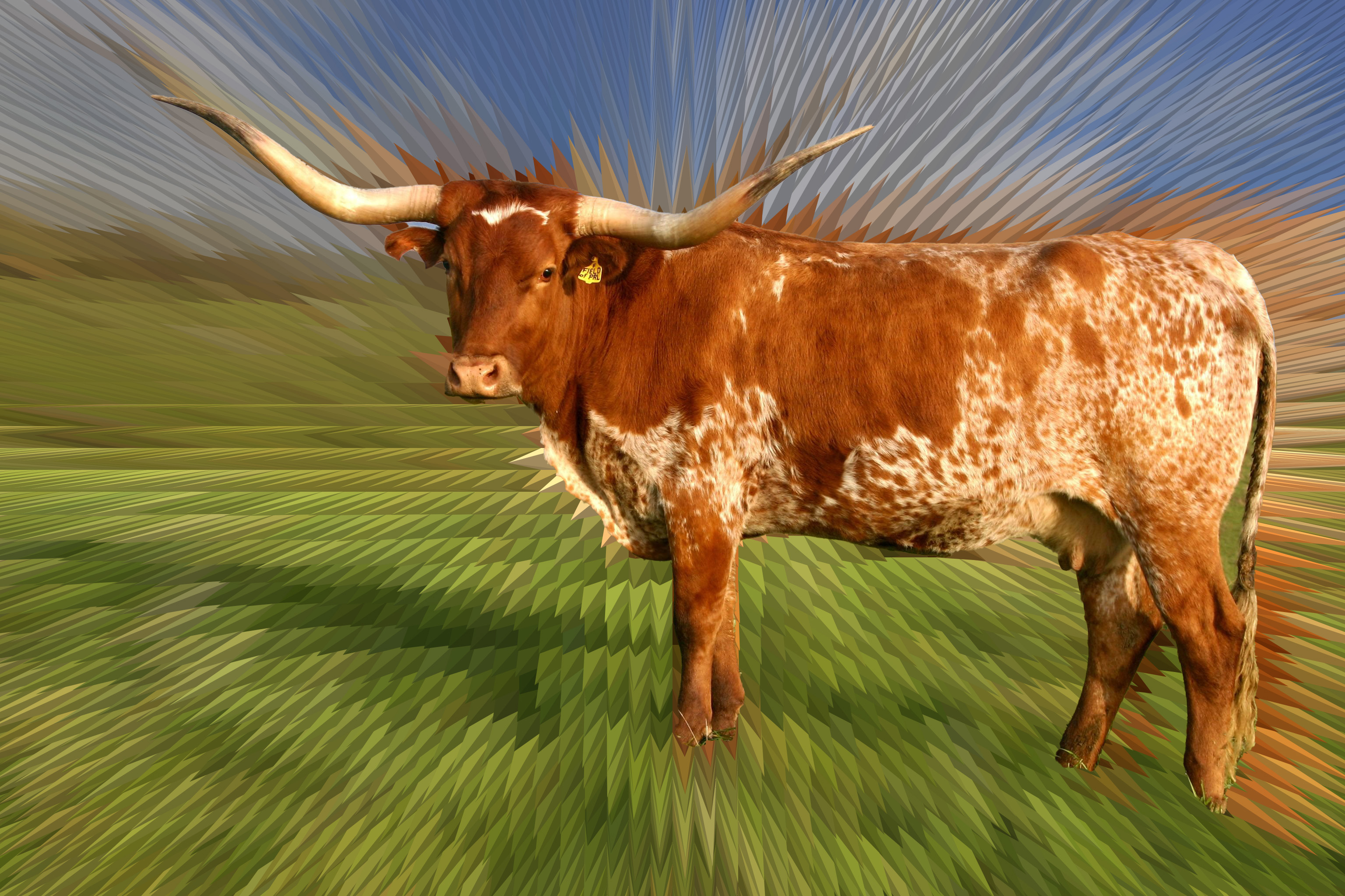 Longhorn Cattle Widescreen Wallpaper 74583