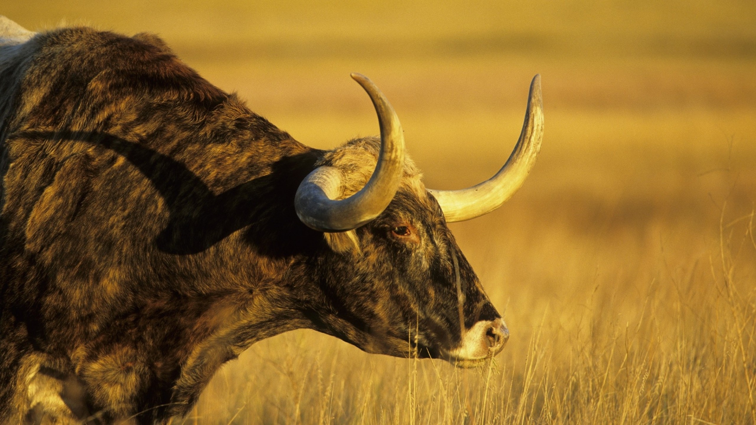 Longhorn Wallpaper