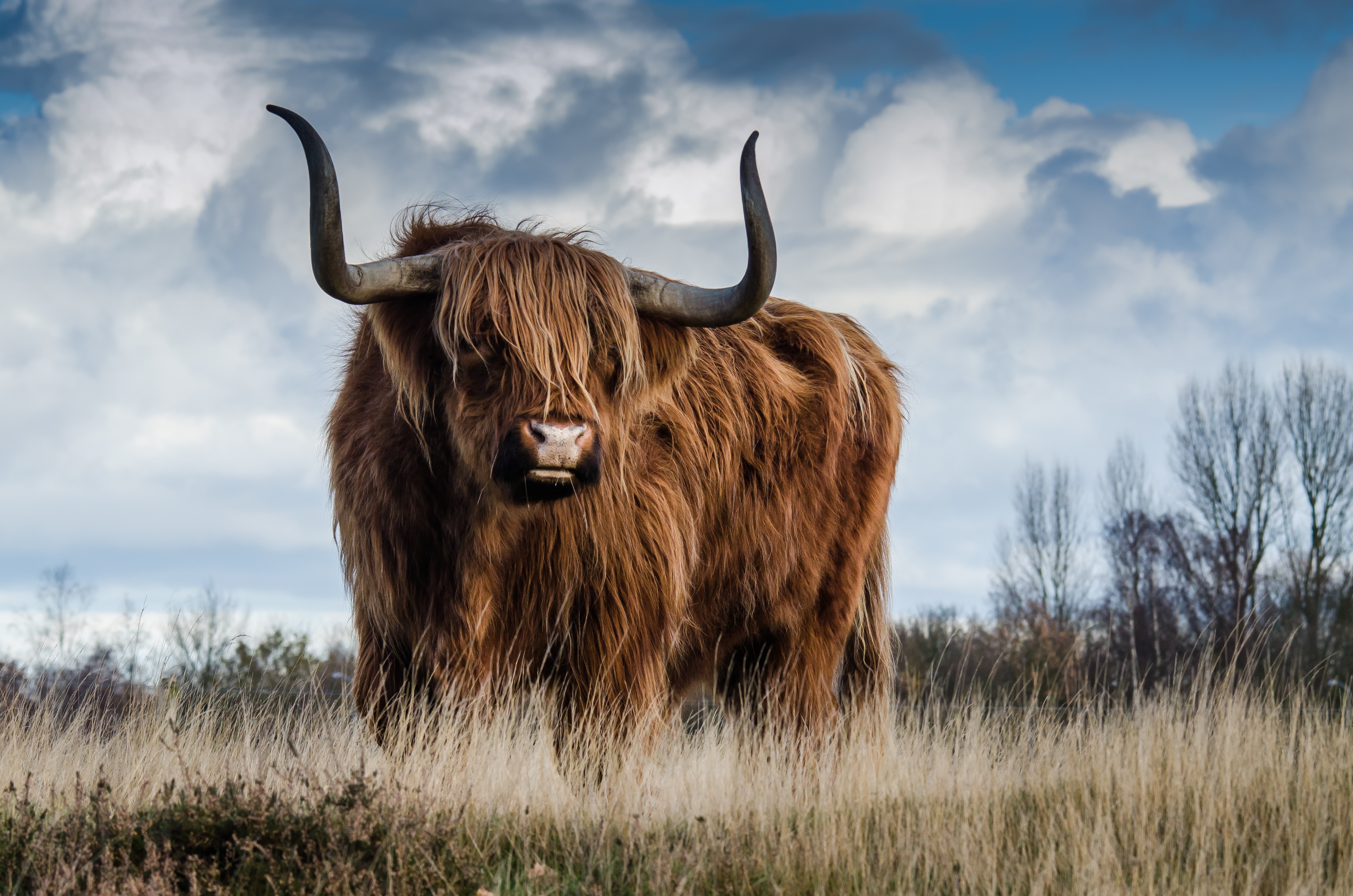 Free Image, landscape, nature, grass, farm, meadow, prairie, animal, wildlife, horn, herd, pasture, grazing, livestock, fauna, savanna, bull, grassland, yak, safari, ox, cattle like mammal, cow goat family, muskox, texas longhorn