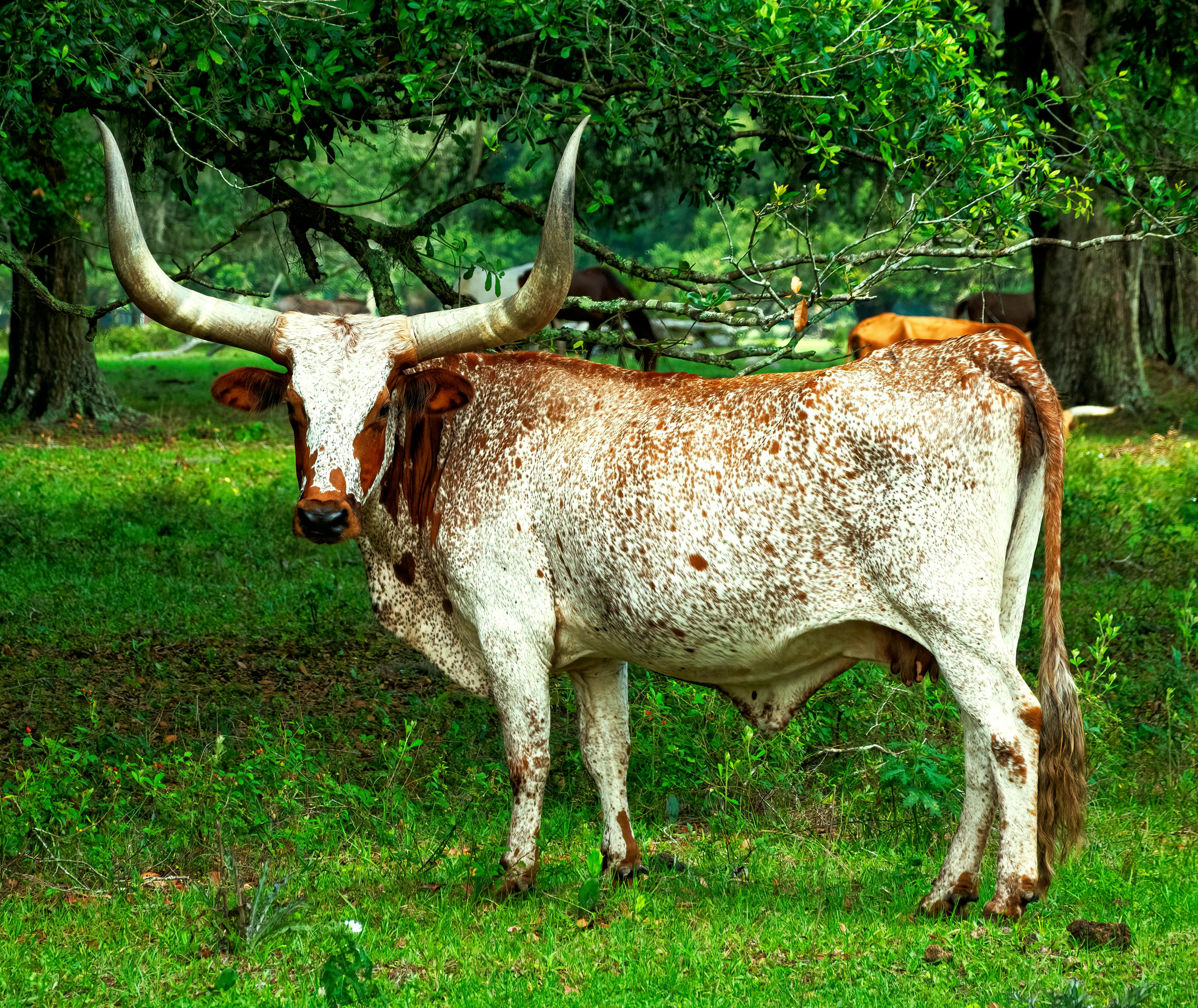 Texas Longhorn Photo, Download The BEST Free Texas Longhorn & HD Image