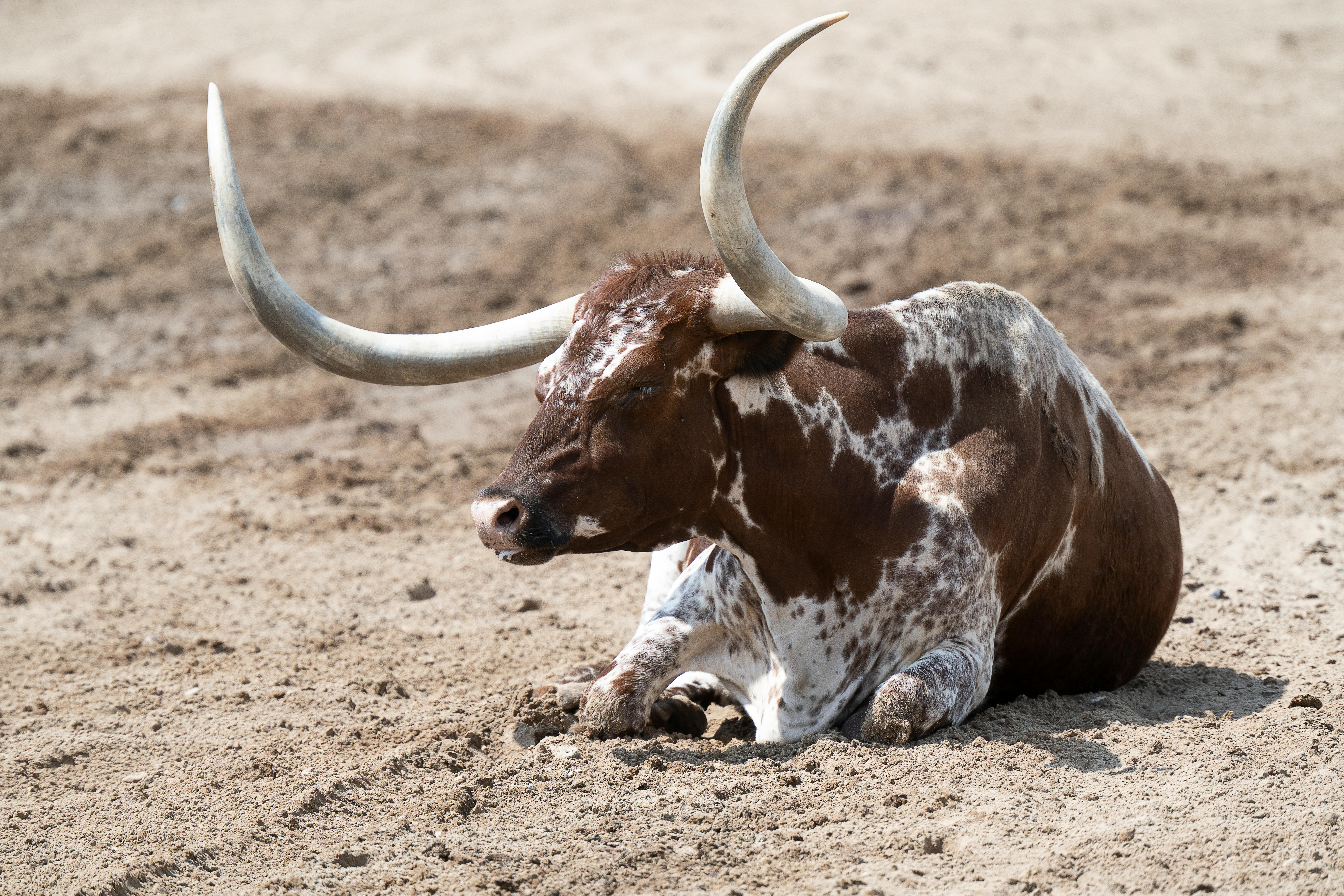 Brown Texas Longhorn Lying on