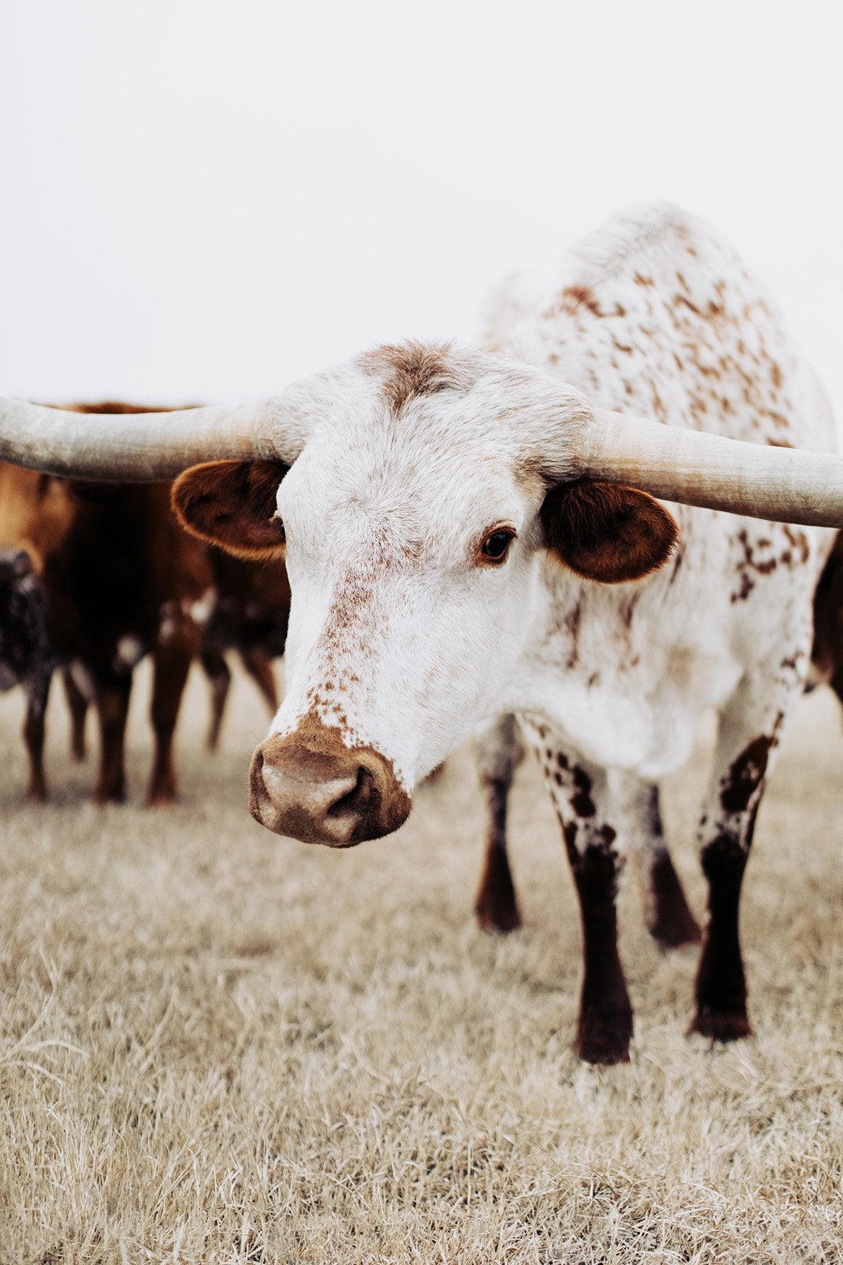 Texas Longhorn Wall Art Celestial