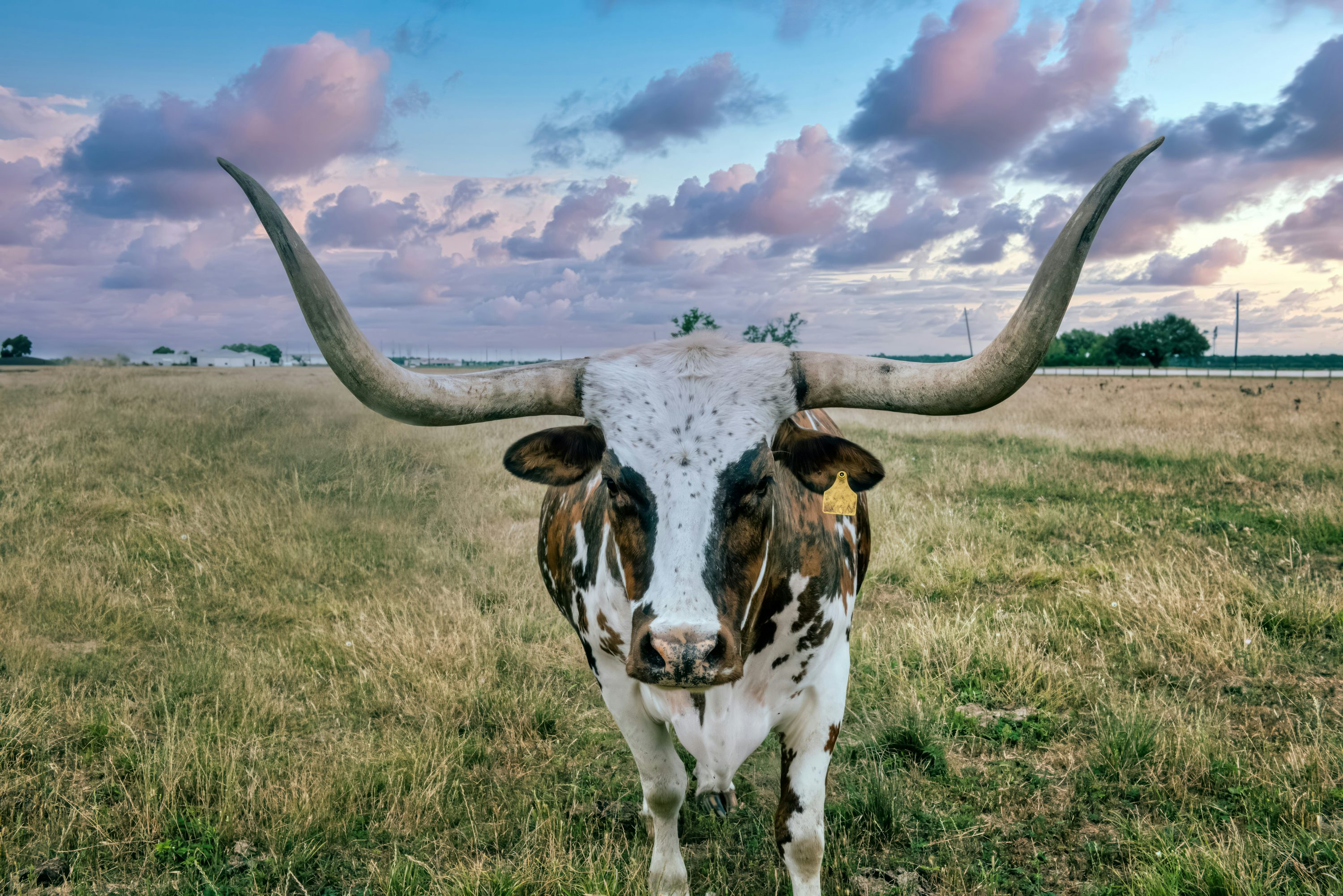 Longhorn Picture. Download Free