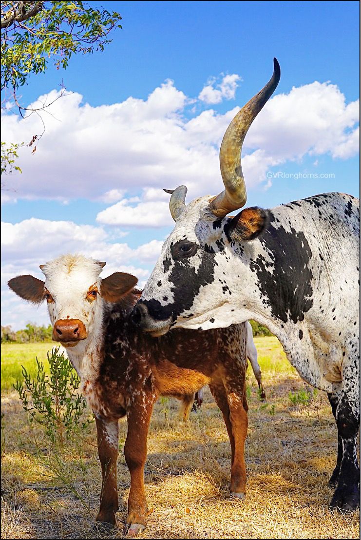 For Sale Texas Longhorn Cattle