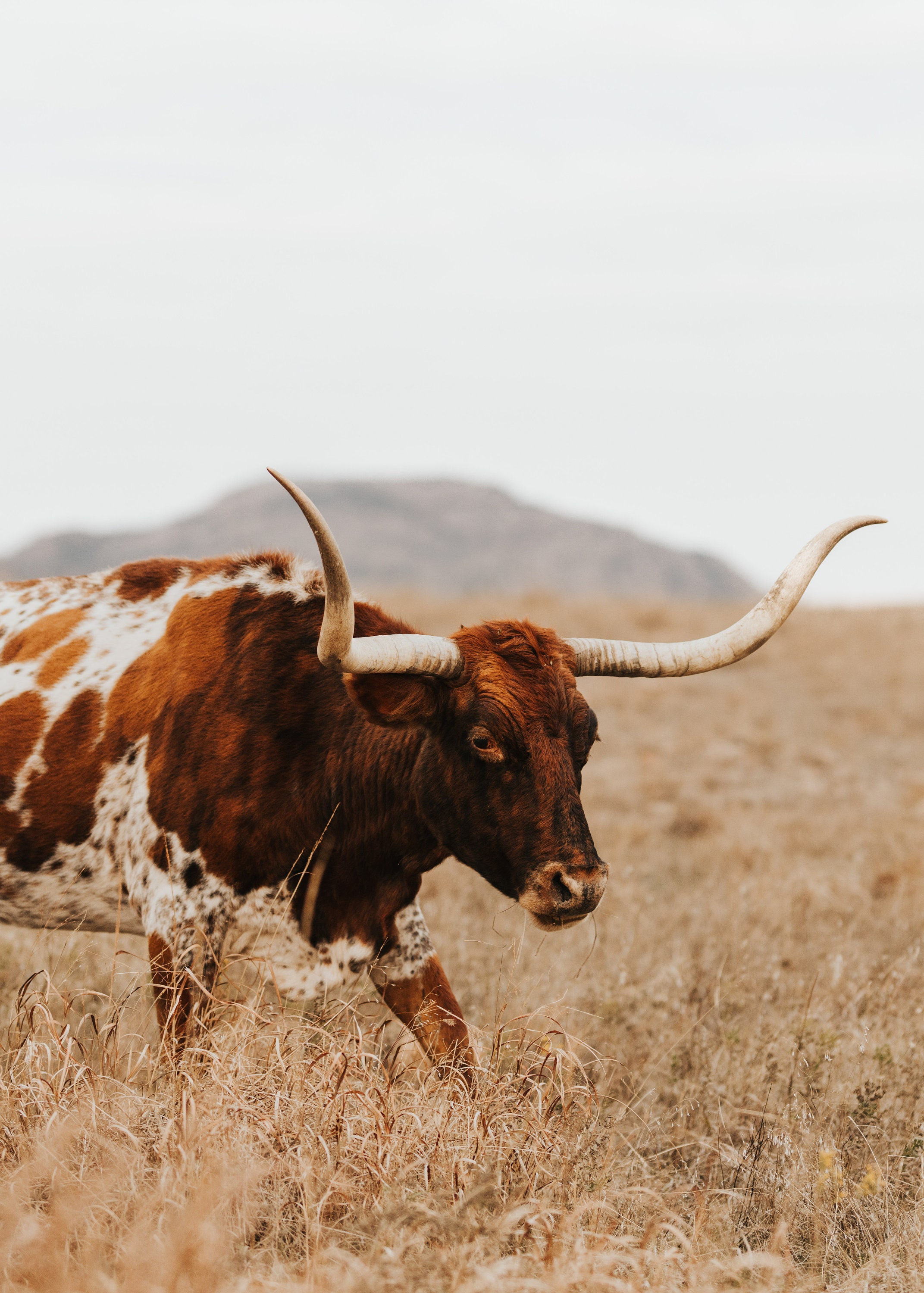 Texas Longhorn Cow Digital Print