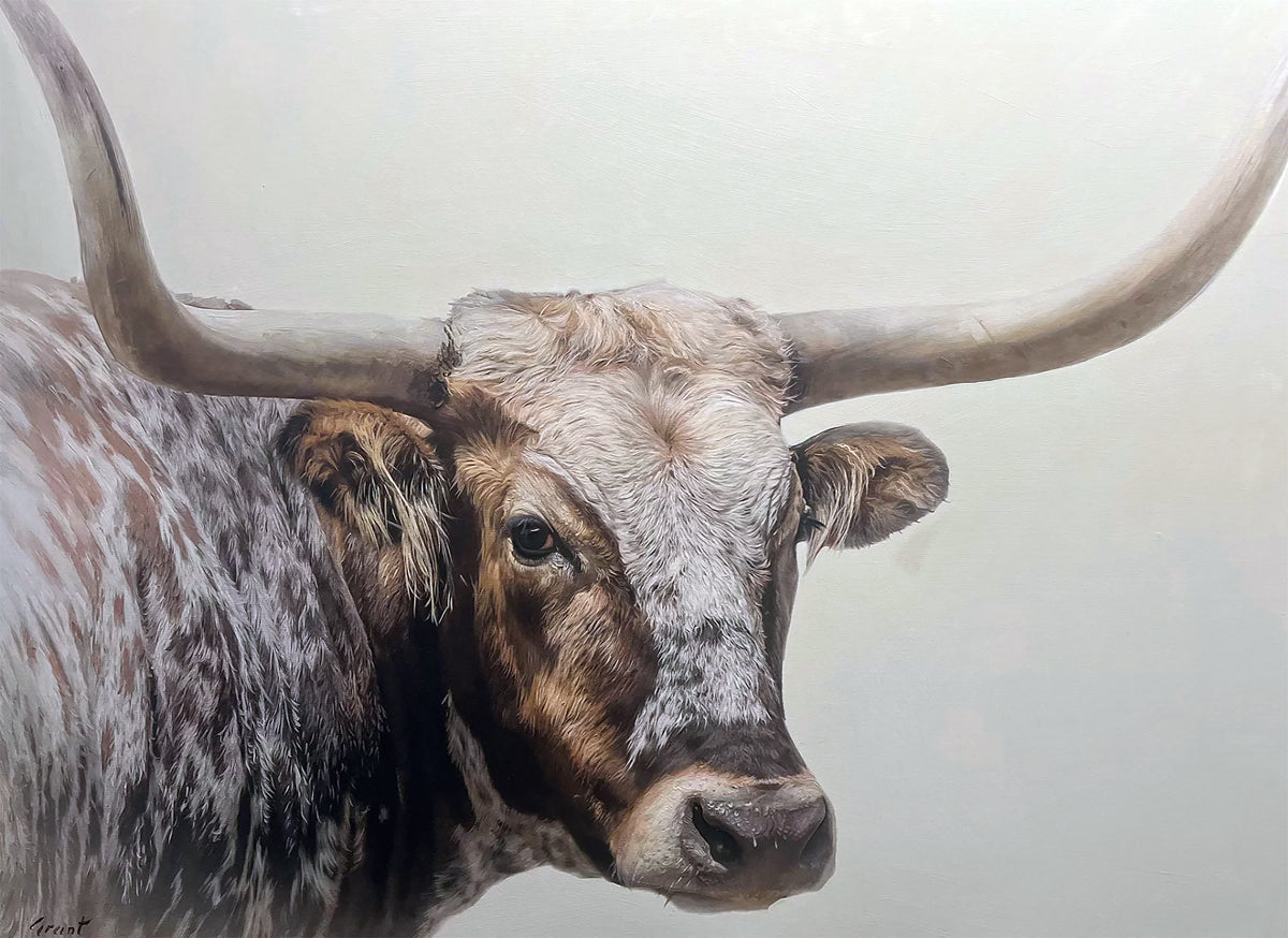 longhorn steer cow
