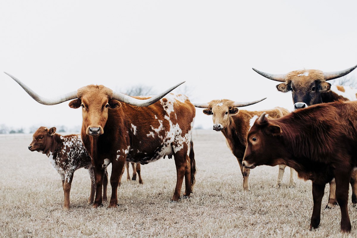 Longhorn Art Photography