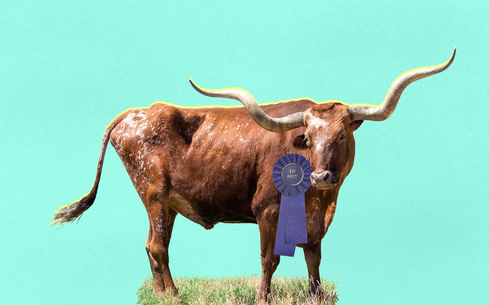 Download A Longhorn Calf In A Field