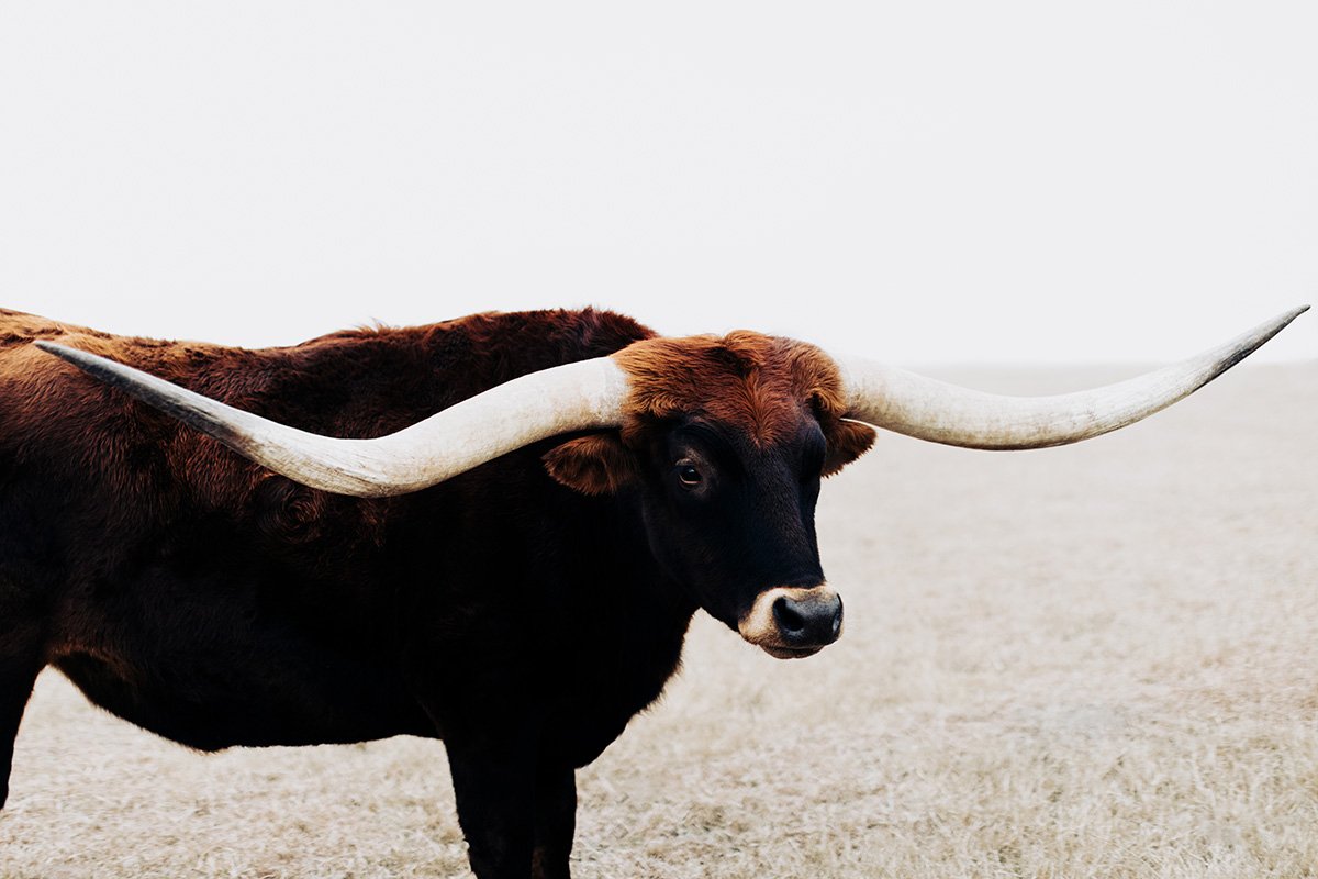 Texas Longhorn Wall Art Taking Flight
