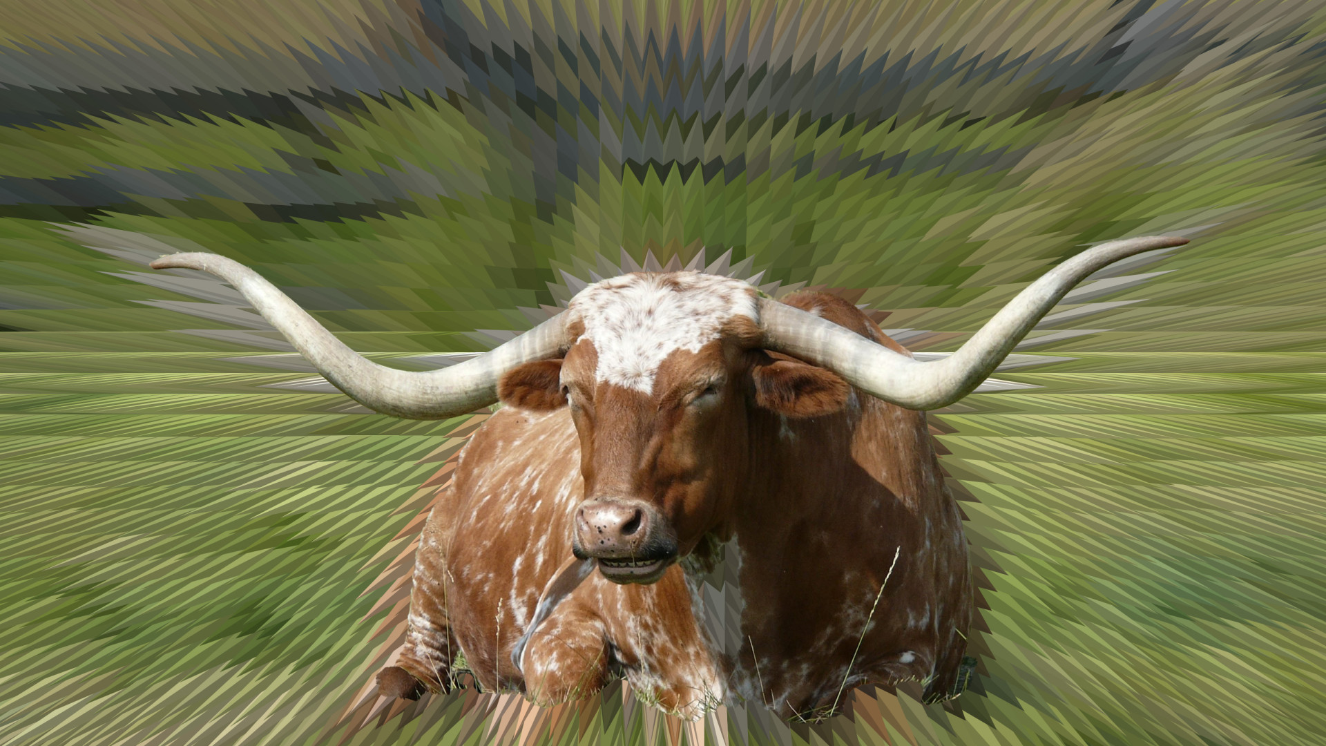 Longhorn Cattle HQ Background Wallpaper