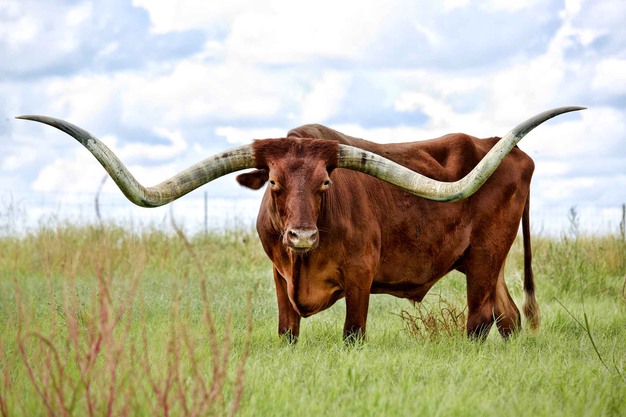Majestic Longhorn Cowboy: Stunning HD