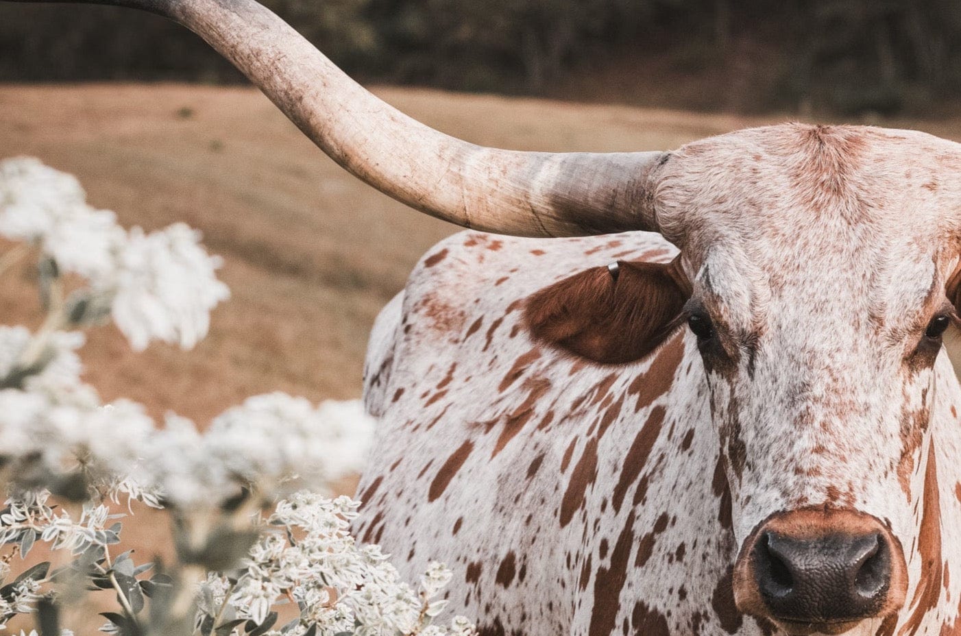 Longhorn in Flowers Wall Art for Rustic