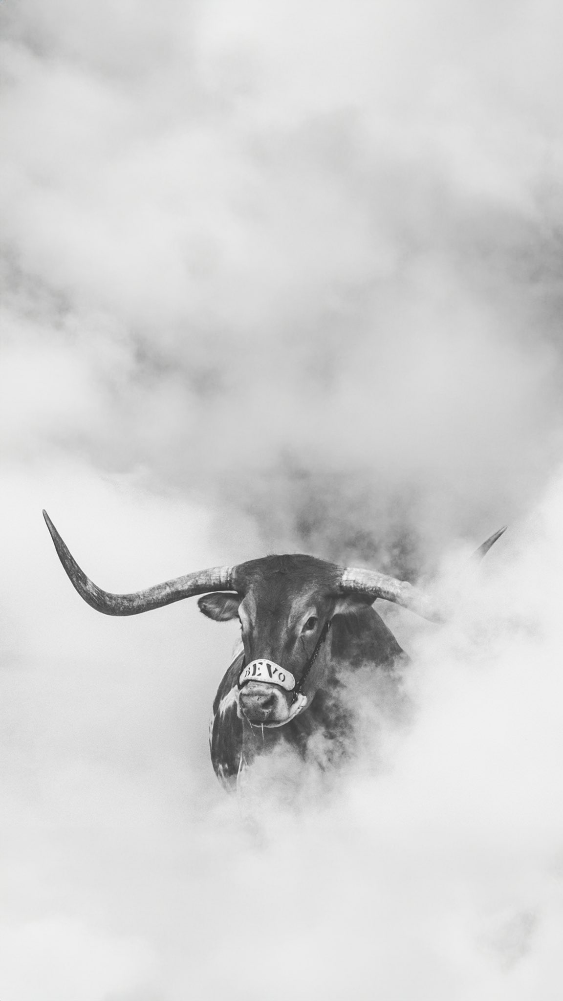 Texas Football fresh photo
