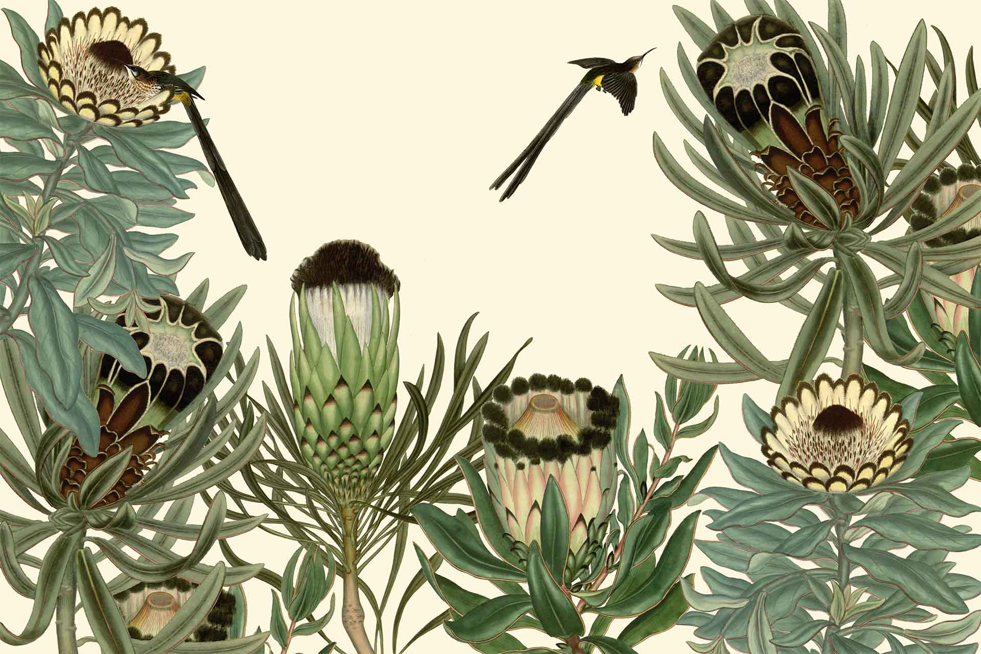 Sugarbird Protea Wallpaper. Cara Saven Wall Design