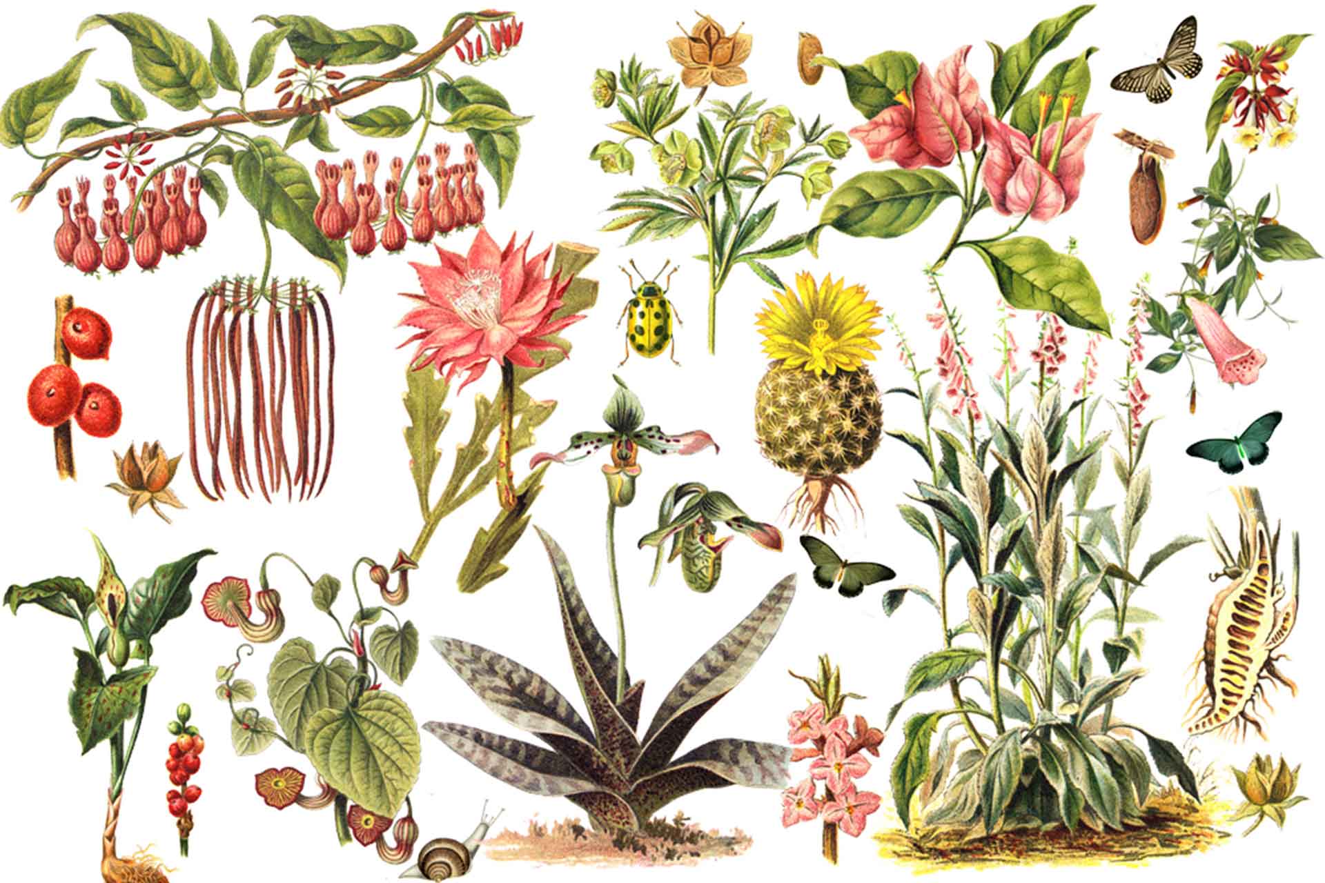 Shop: Botanical Bugs