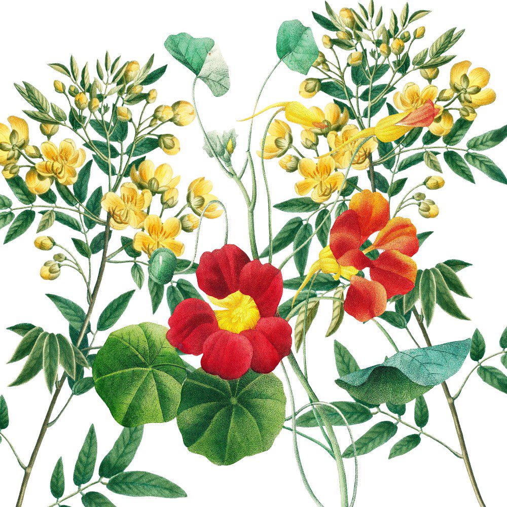 Vibrant Botanical Blooms”