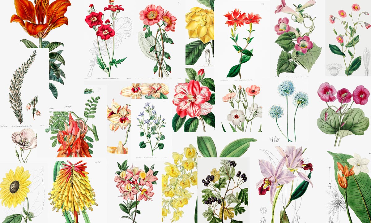 Vintage Botanical Illustration Wall Mural