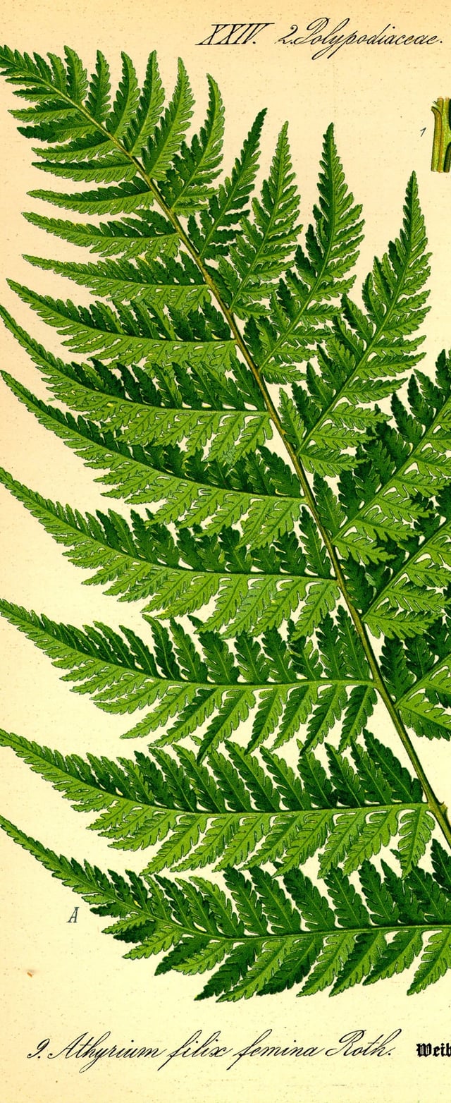 I Made High Res Wallpaper Botanical Bird Illustrations, Asian Art, Landscapes, Etc