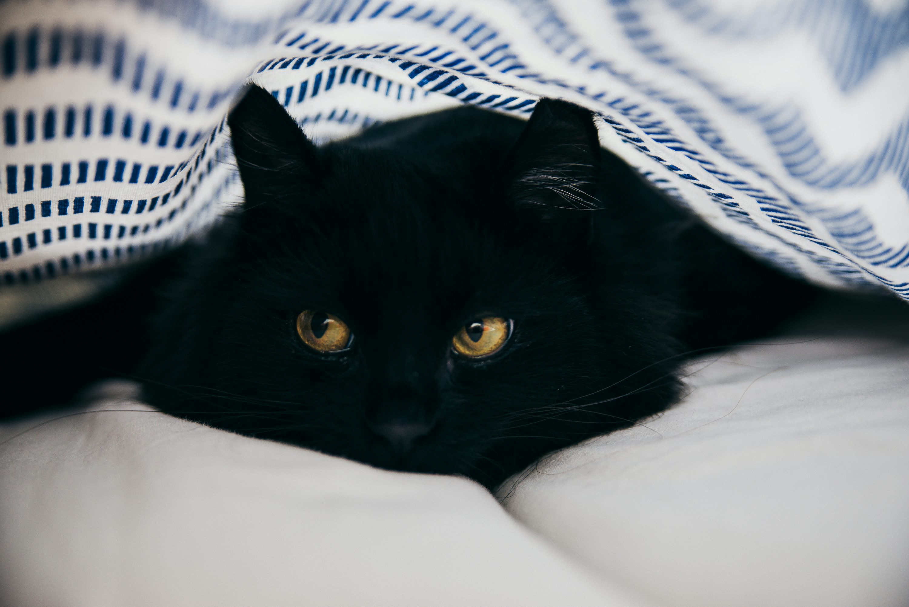 Black Cat Picture. Download Free Image