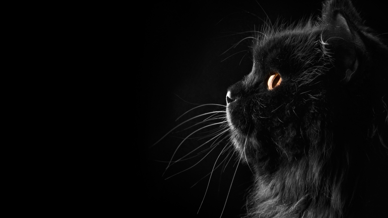 Fluffy black cat on a black background Desktop wallpaper 1600x900