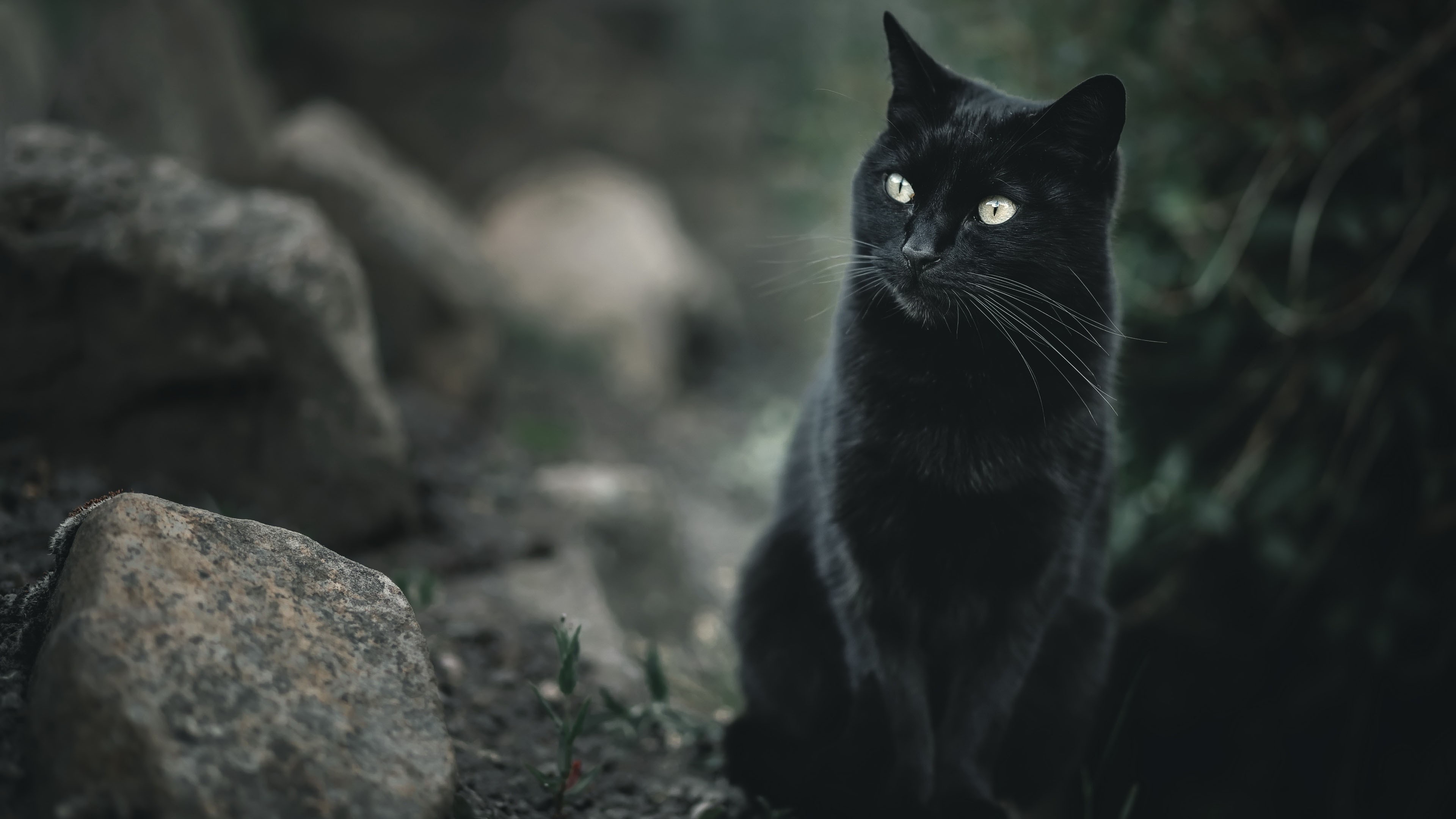 White Eyes Black Cat In Blur Green Leaves Background 4K HD Cat Wallpaper