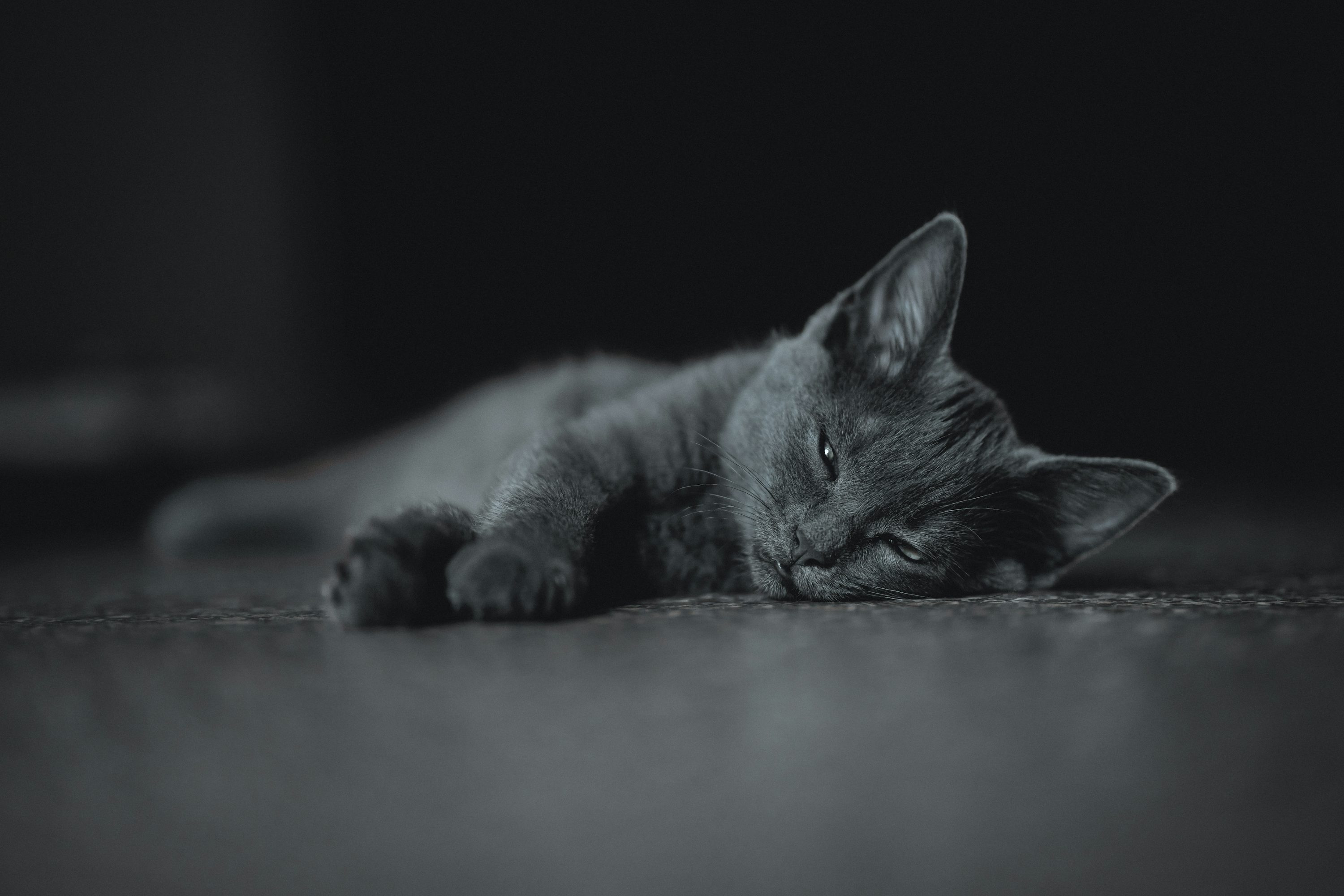 Black cat lying on floor photo