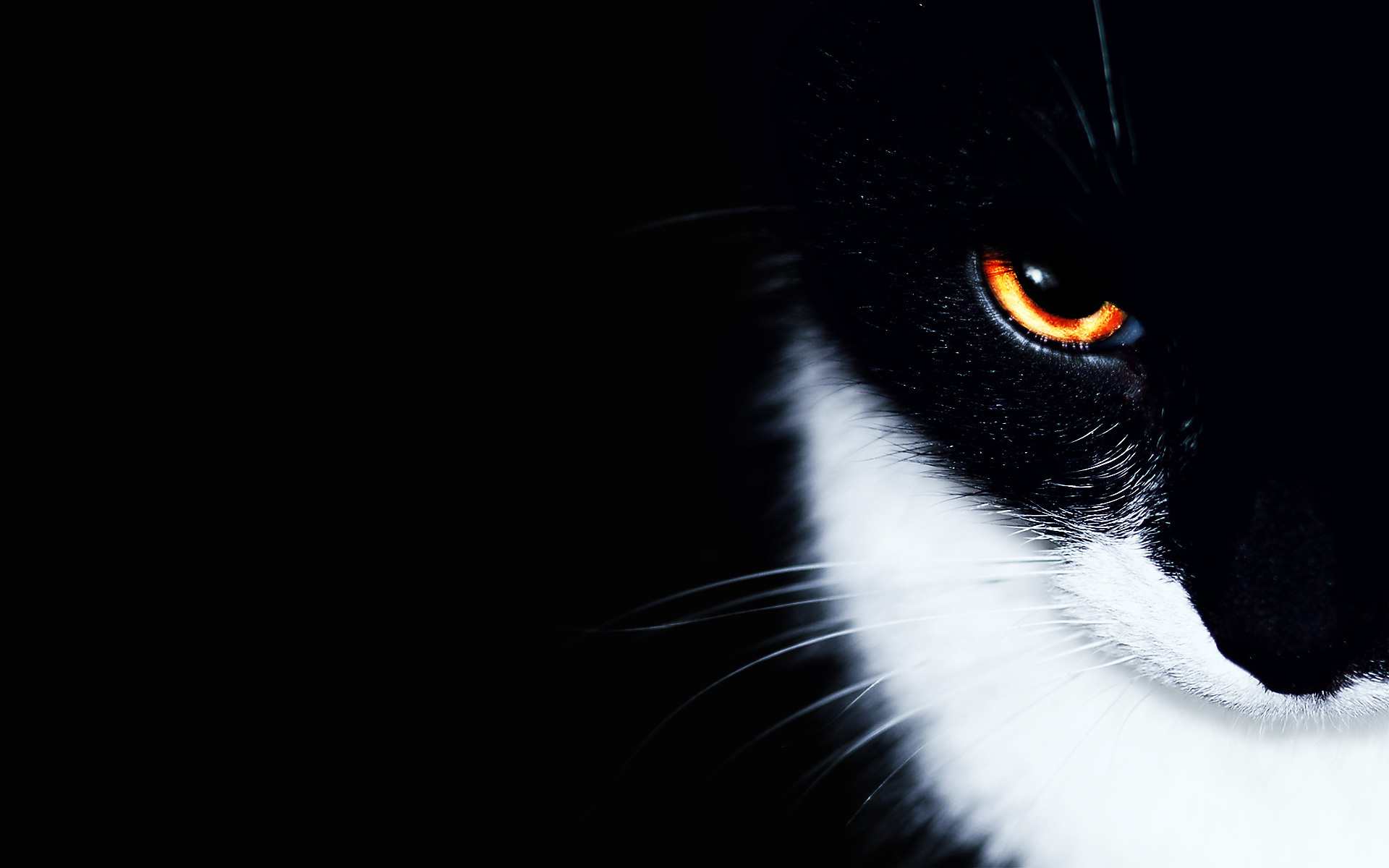 Asiatic black cat on a black background Desktop wallpaper 1366x768