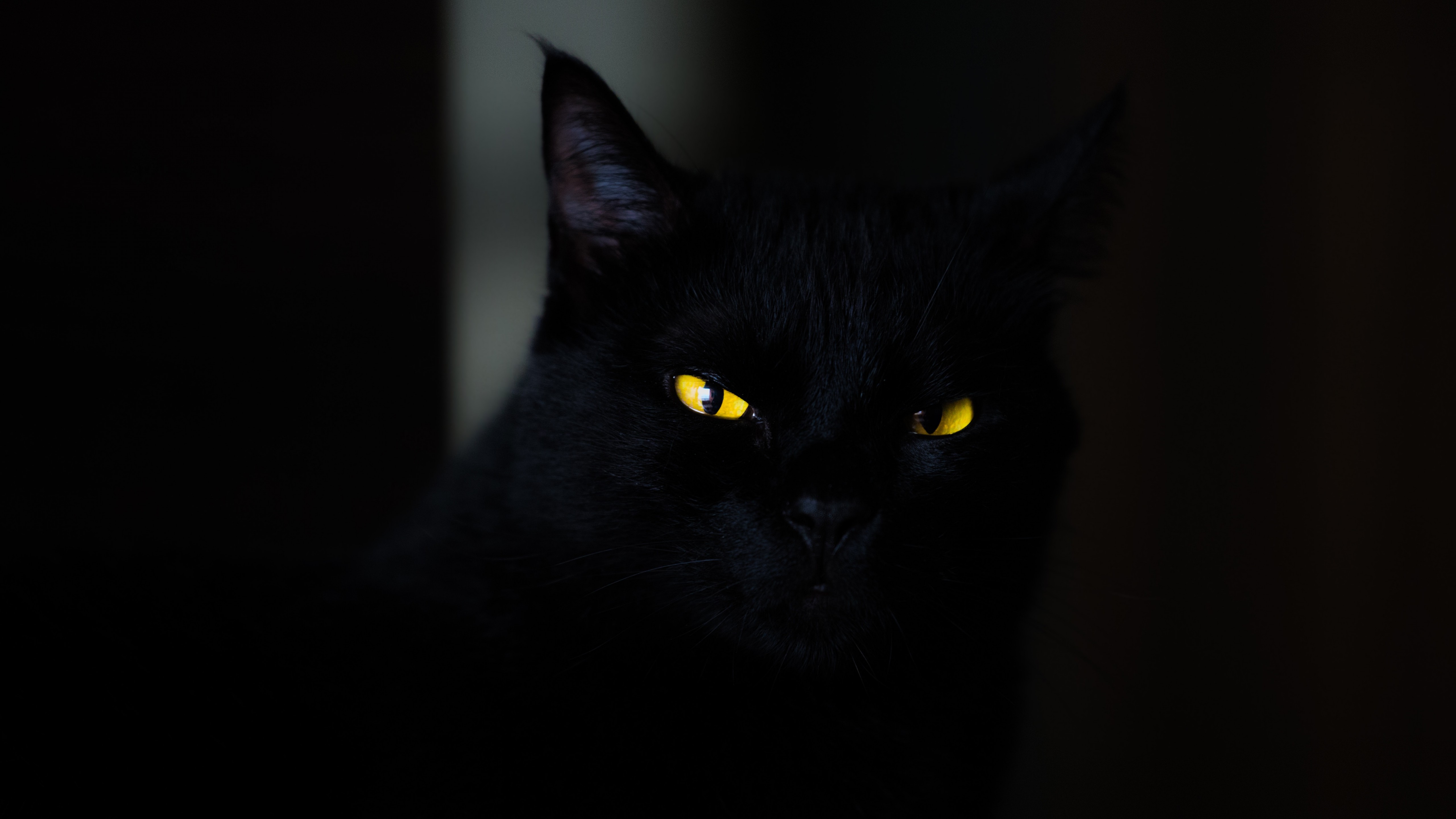 Black Cat Yellow Eyes 4k Resolution [5120x2880]