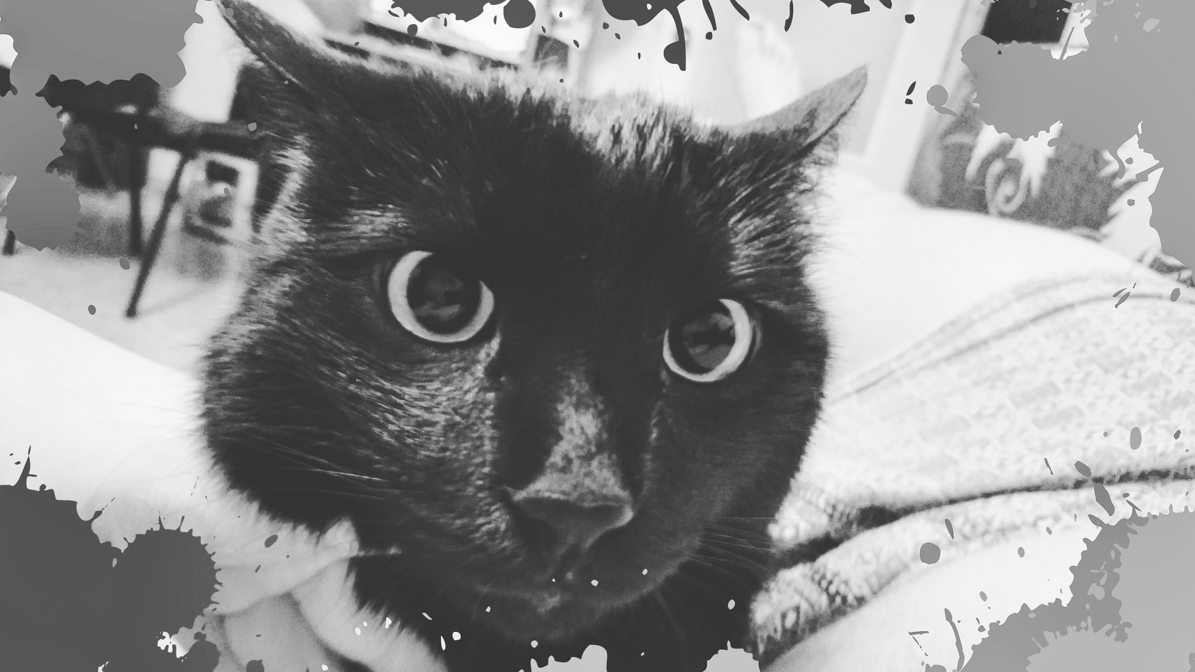 Free Image, black and white, whiskers, small to medium sized cats, monochrome photography, black cat, cat like mammal, eye, snout, kitten, carnivoran, domestic short haired cat, computer wallpaper, graphy, font