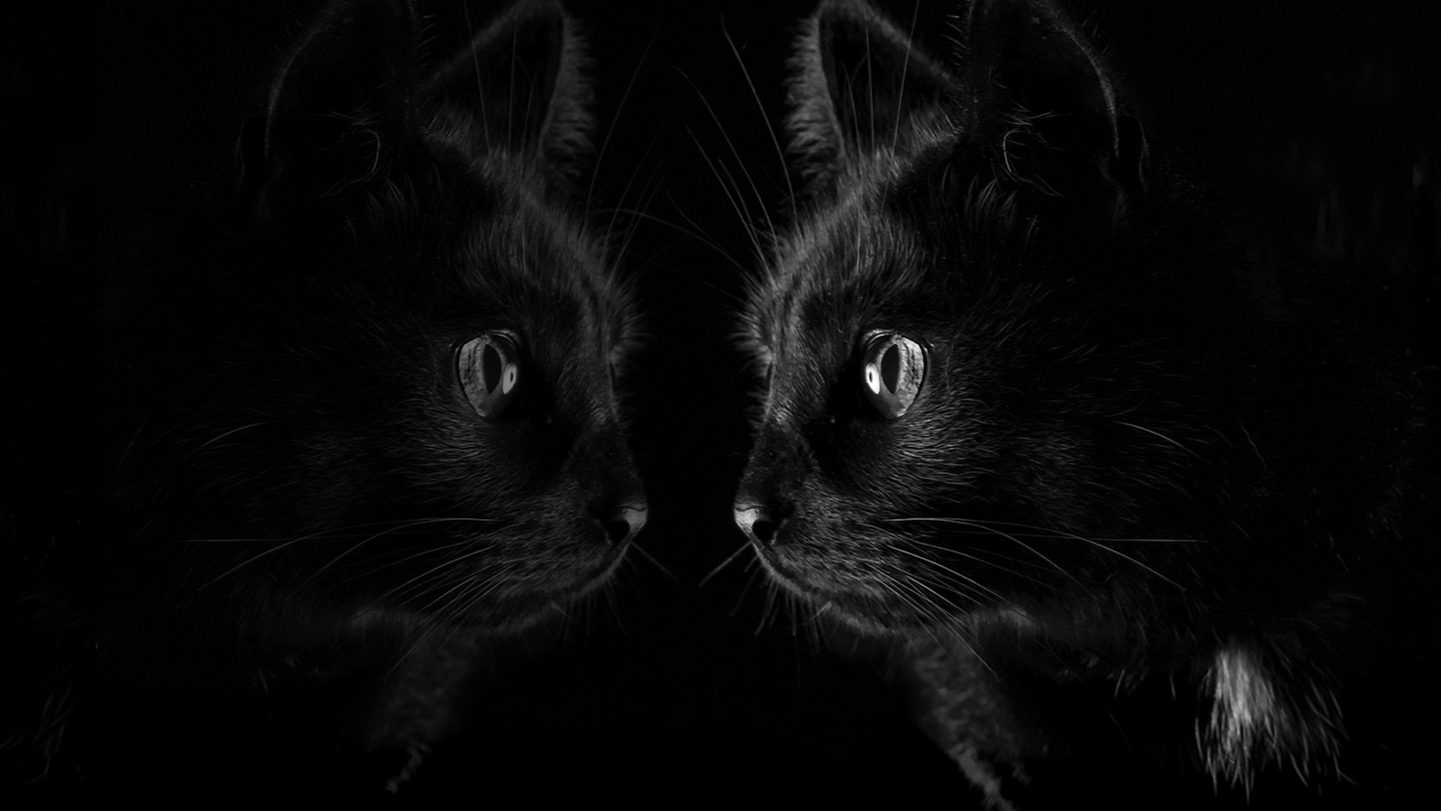 Wallpaper Black cat look at mirror, black background 1920x1200 Picture, Image
