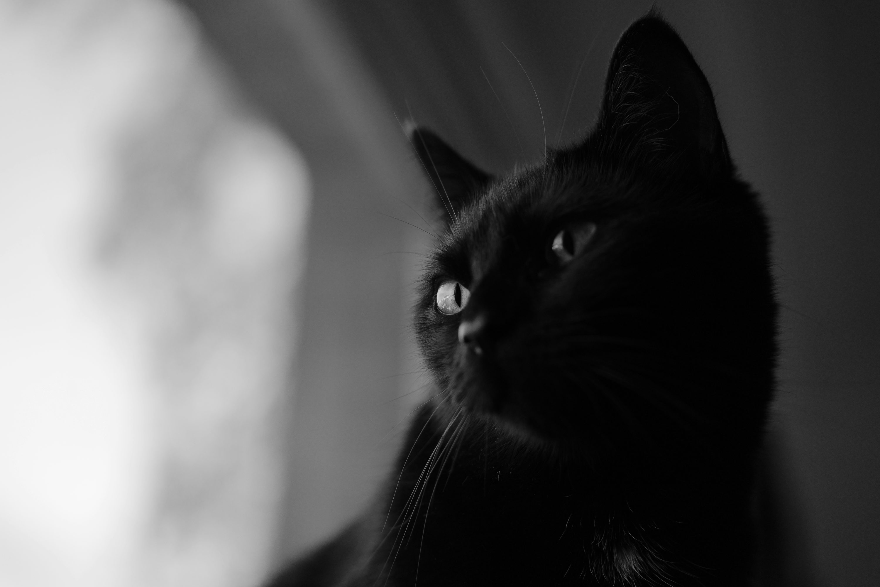Close Up Photography Of Black Cat Photo