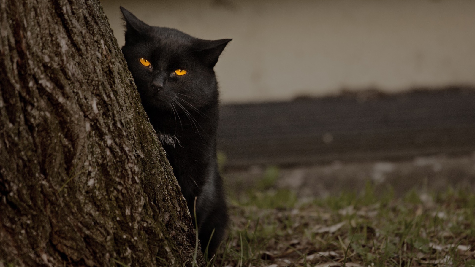 Black cat behind the tree Desktop wallpaper 1600x900